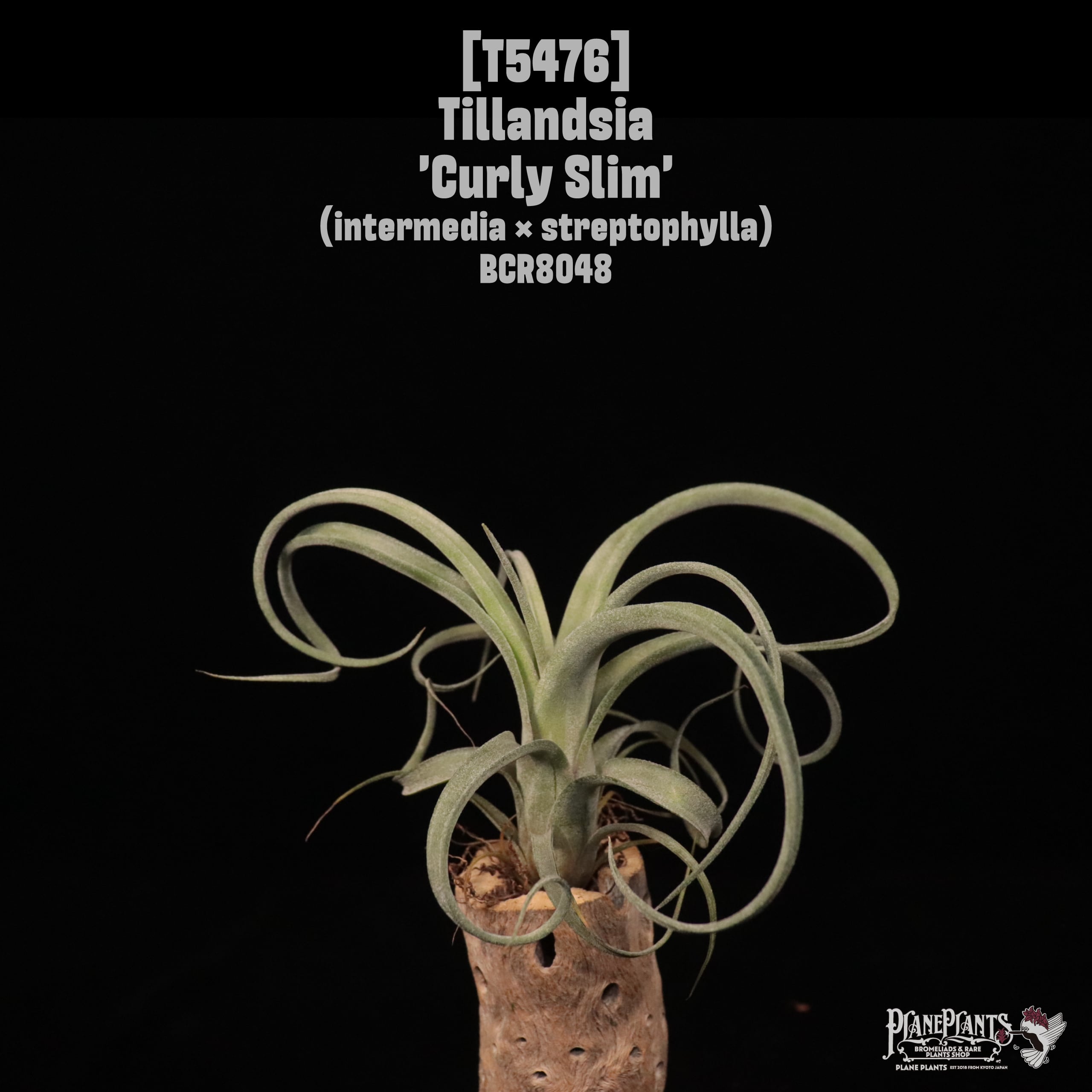 A B C | plane plants