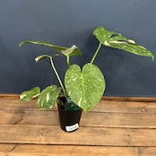 モンステラ タイコンステレーション【1002】