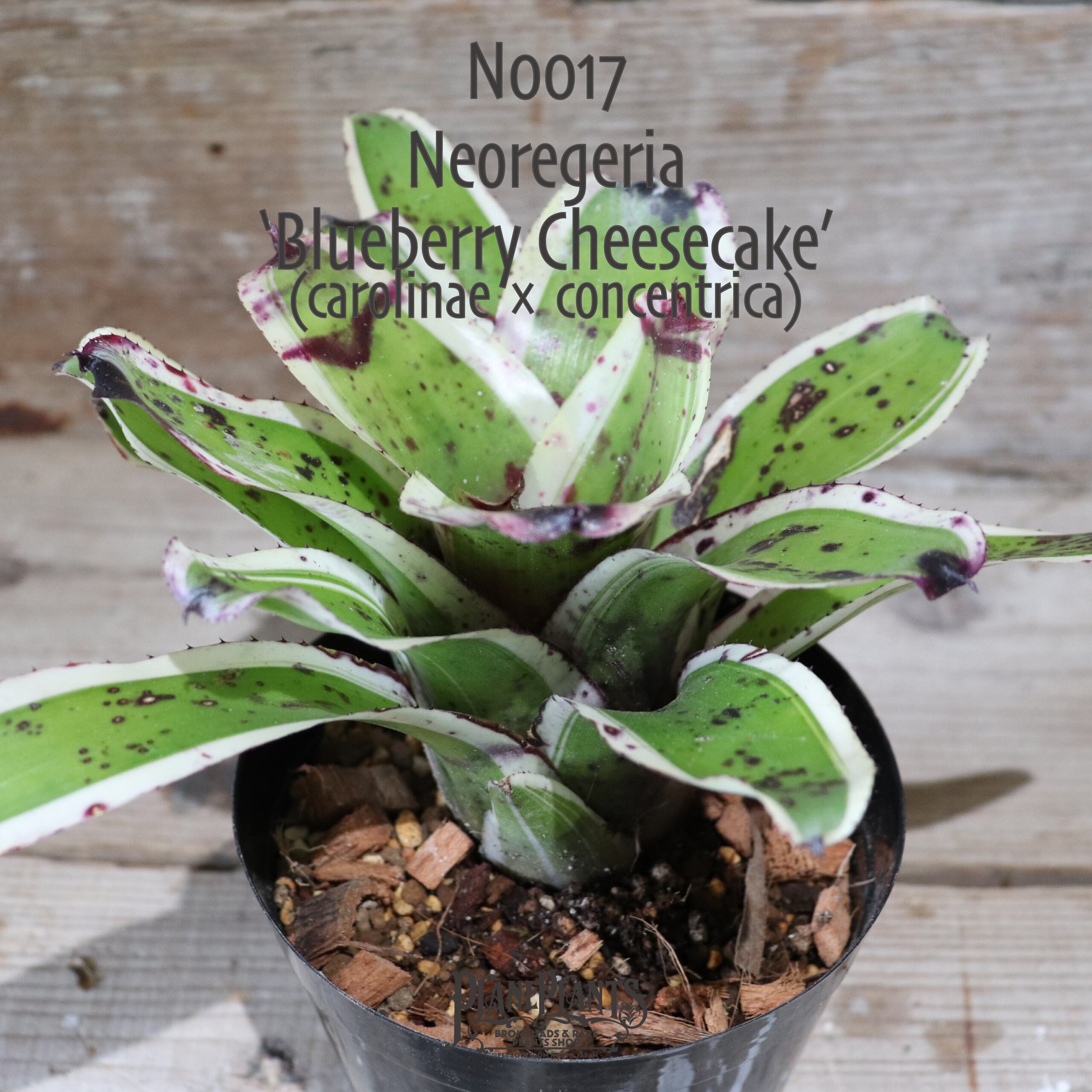 【送料無料】Neoregelia'Blueberry Cheesecake'〔ネオレゲリア〕現品発送N0017