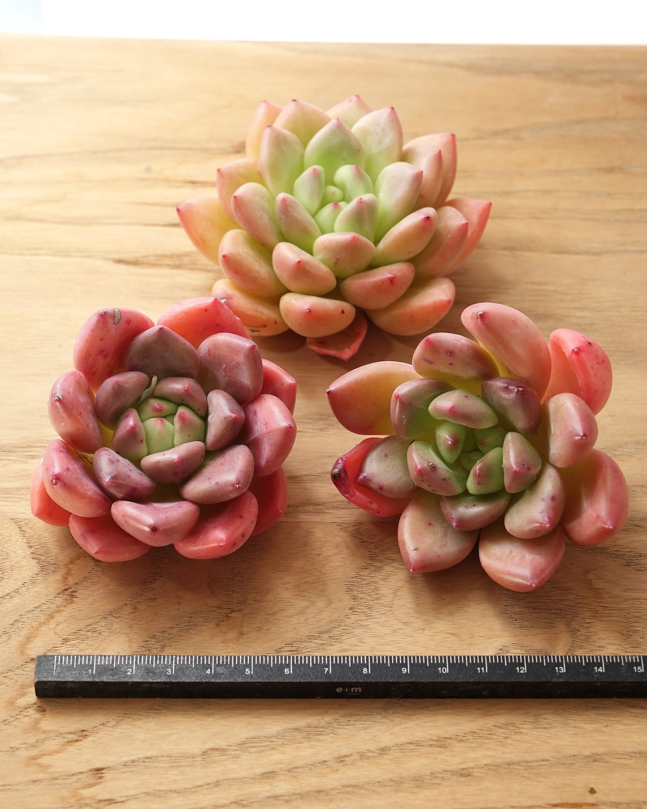カット苗 ゴールデンイエロー L Echeveria 'Golden Yellow'