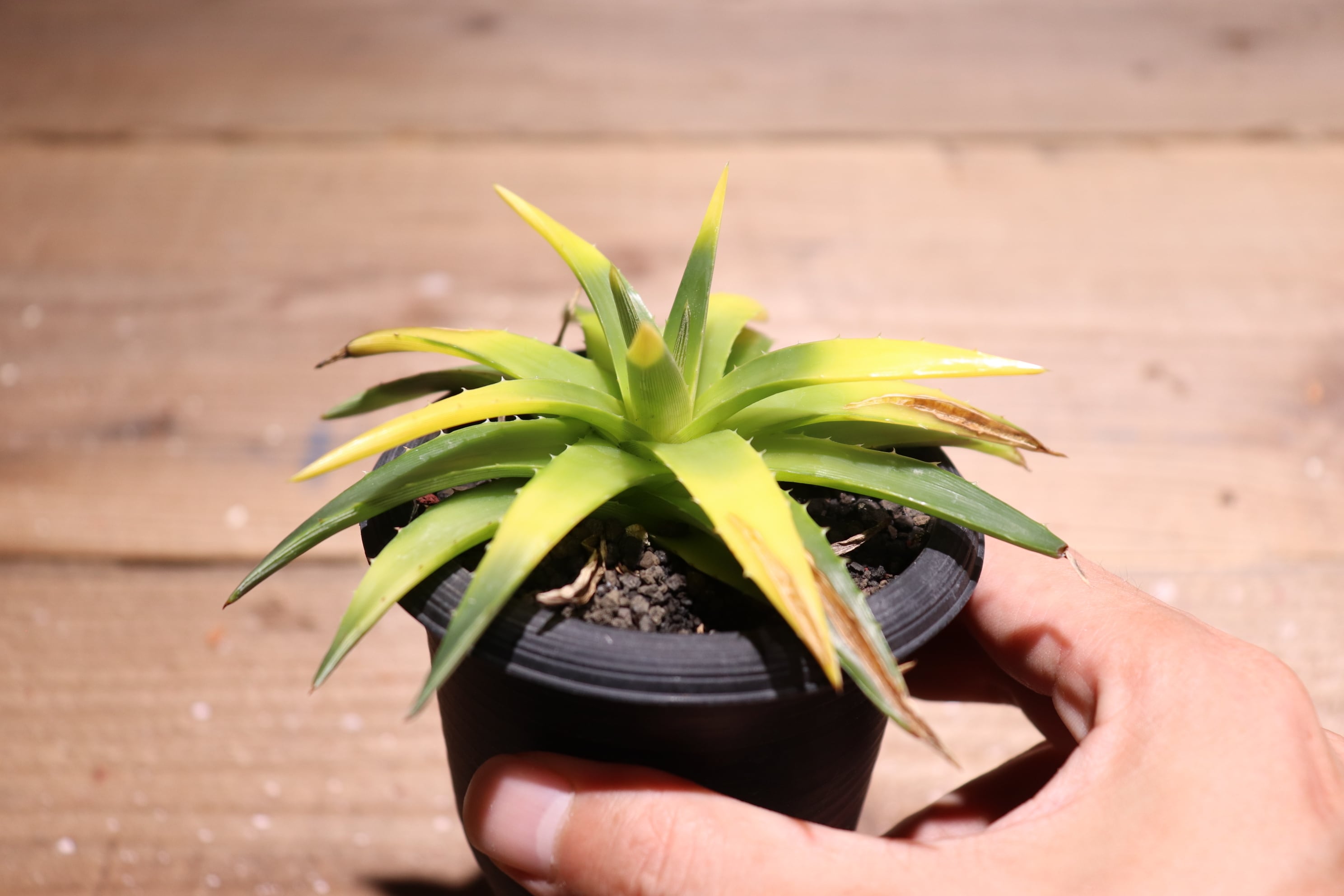 抜き苗送料無料】'Masaki.k'〔ディッキア〕現品発送D0442 | plane plants