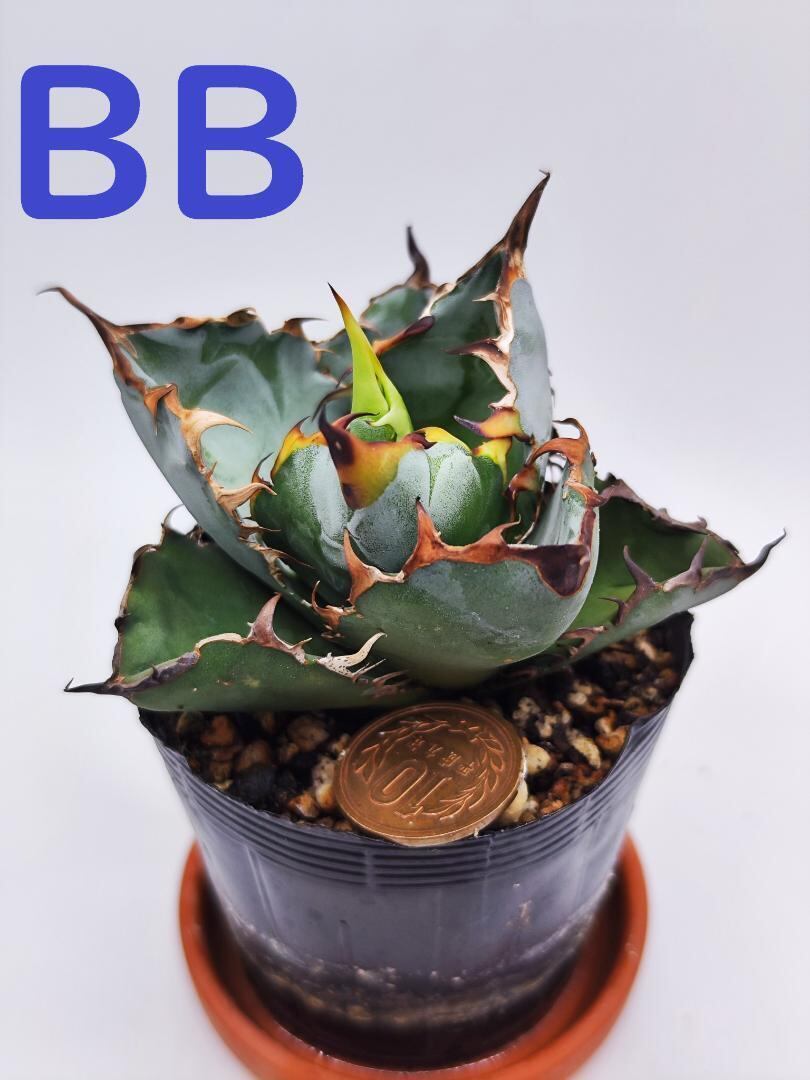 【レア株】リップルエフェクト　鉢ごとメルカリ便発送　発根済み レア株】リップルエフェクト 鉢ごとメルカリ便発送 発根済み - メルカリ