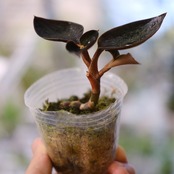 Ludisia discolor var. nigrescens / ルディシア ディスカラー ニグレスセンス⑦ / 観葉植物