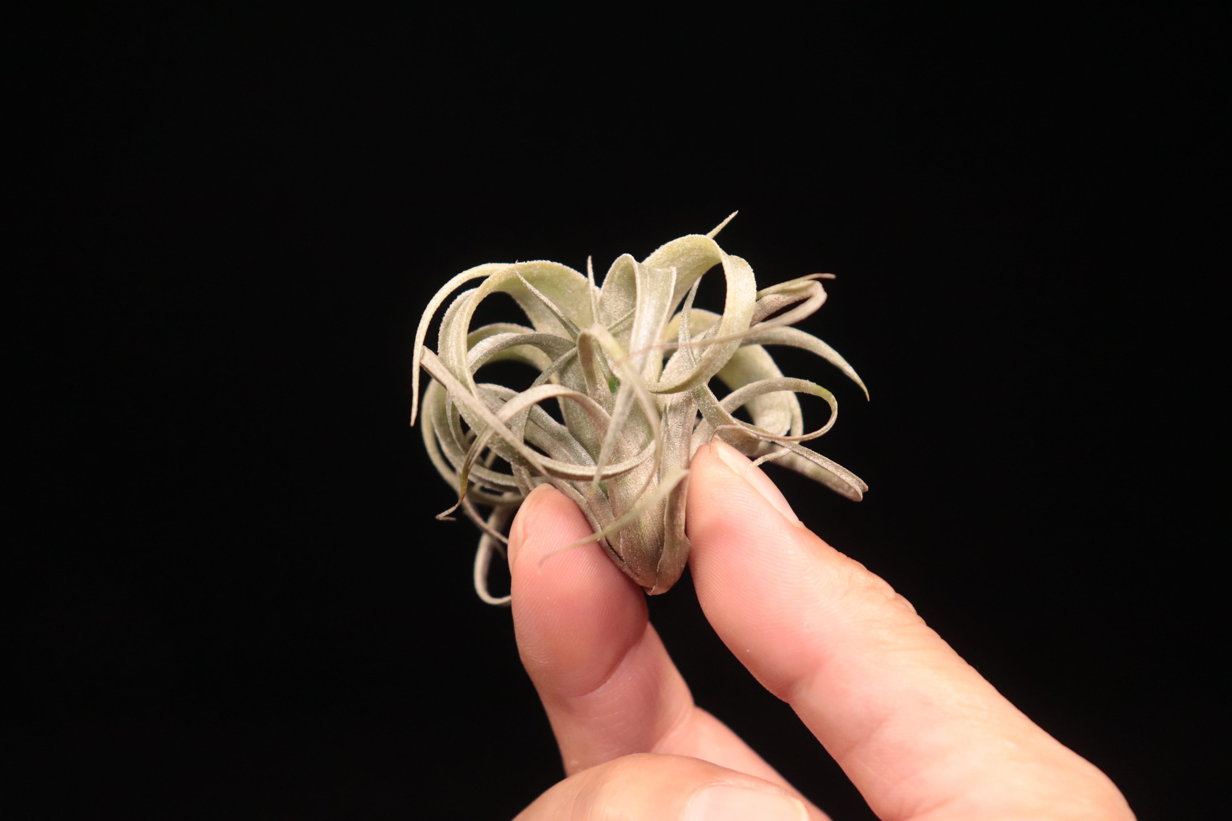 reserved】lorentziana × streptophylla 'Mexico'〔エアプランツ〕現品