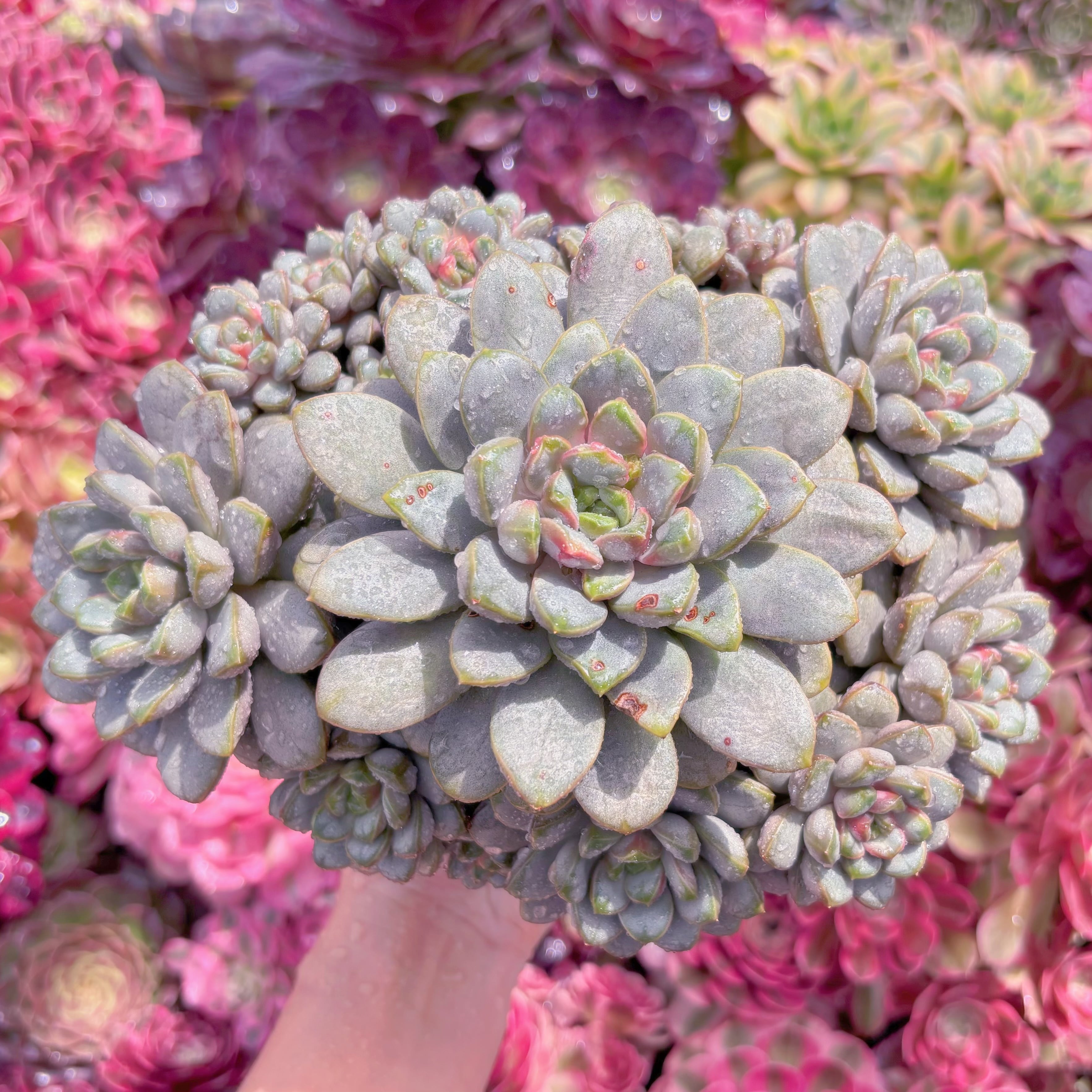 現品　ブドウ#K433　特特大群生　新入荷　るる農園