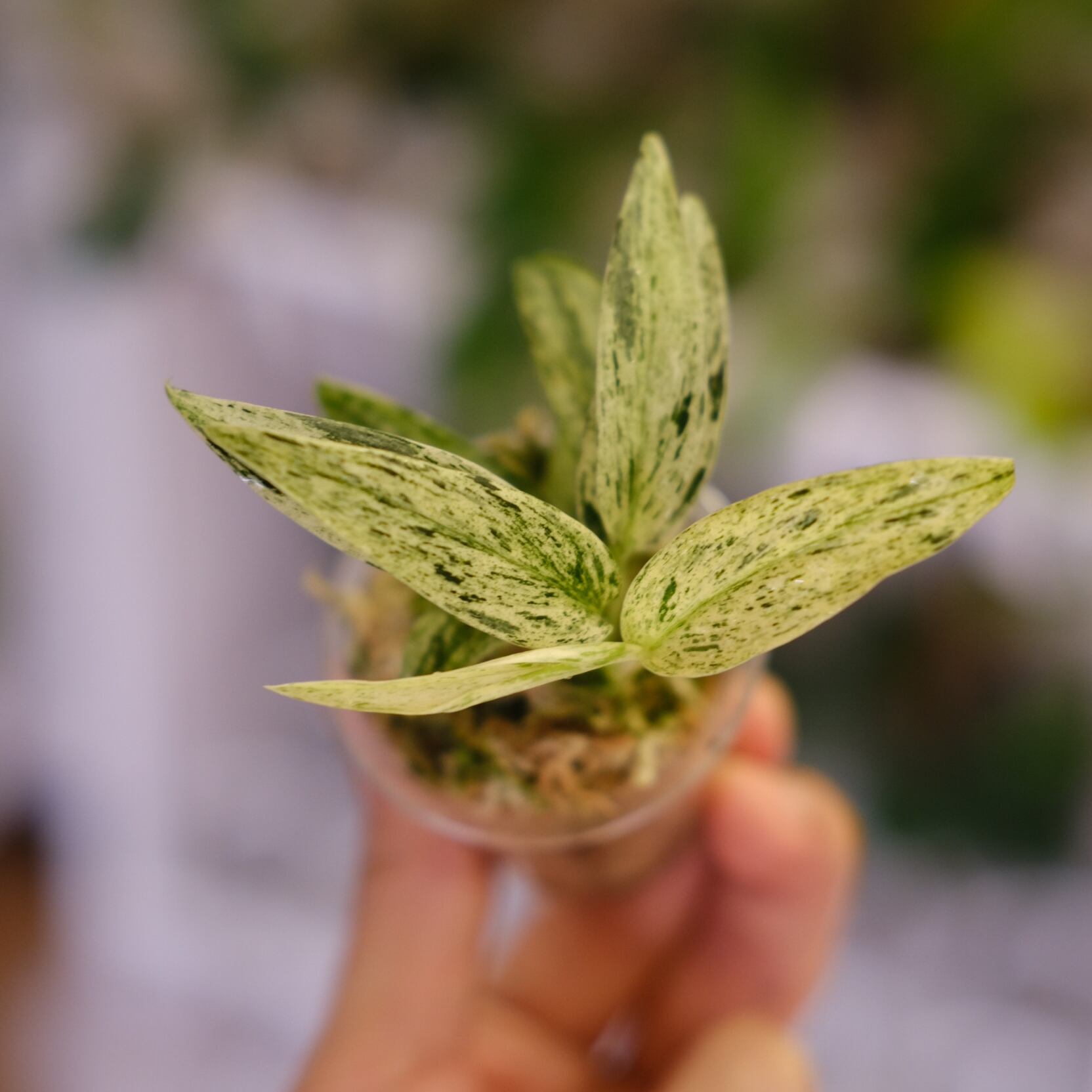専用 Scindapsus Mutiara│スキンダプサス ムティアラ Scindapsus Mutiara│スキンダプサス ムティアラ│観葉植物