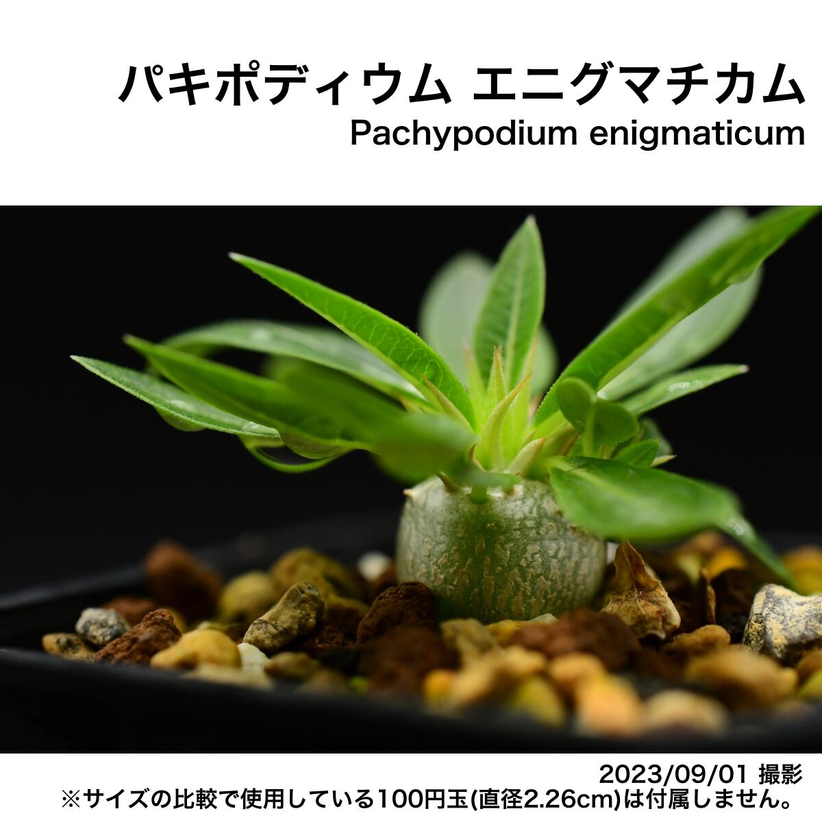 2F8 実生 パキポディウム エニグマチカム コーデックス 塊根植物 | 日 ...