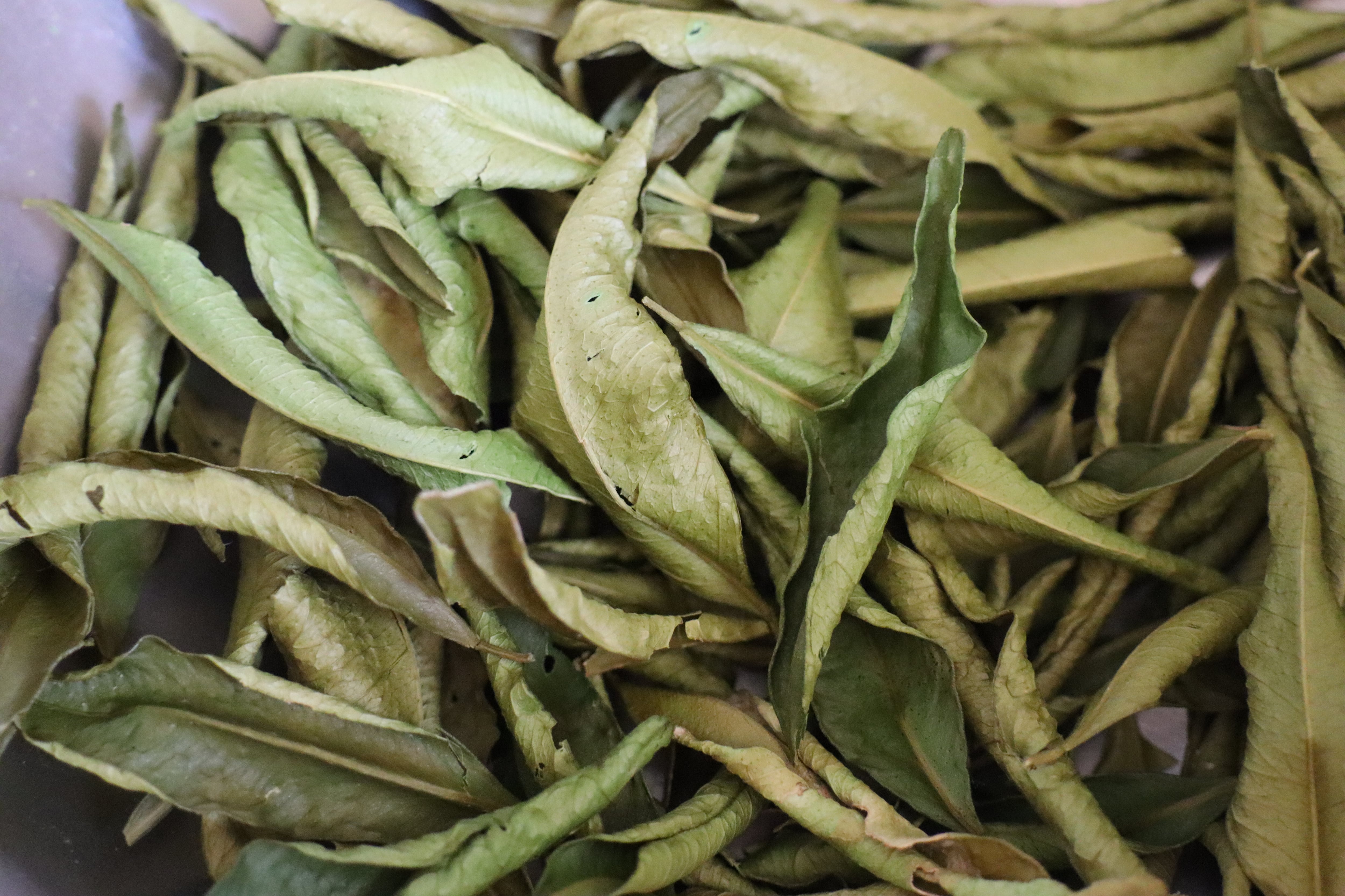 ドライ『大和橘の葉』無添加 素のまま乾燥 | なら橘プロジェクト推進協議会