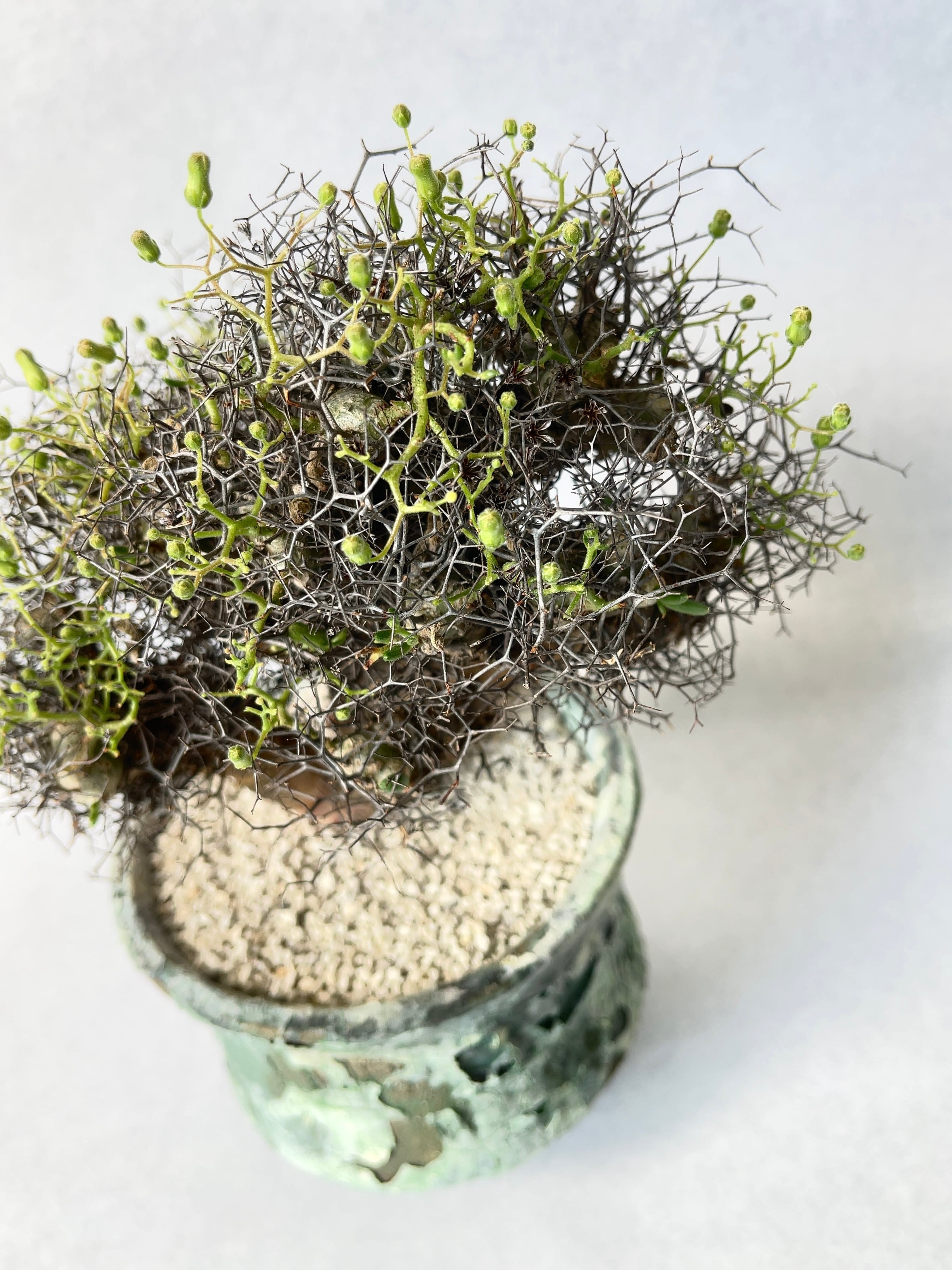 チレコドン・万物想 | trigger