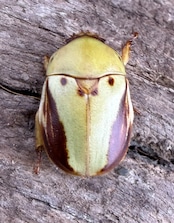 《カツラクワガタコガネ 21mm ペア》