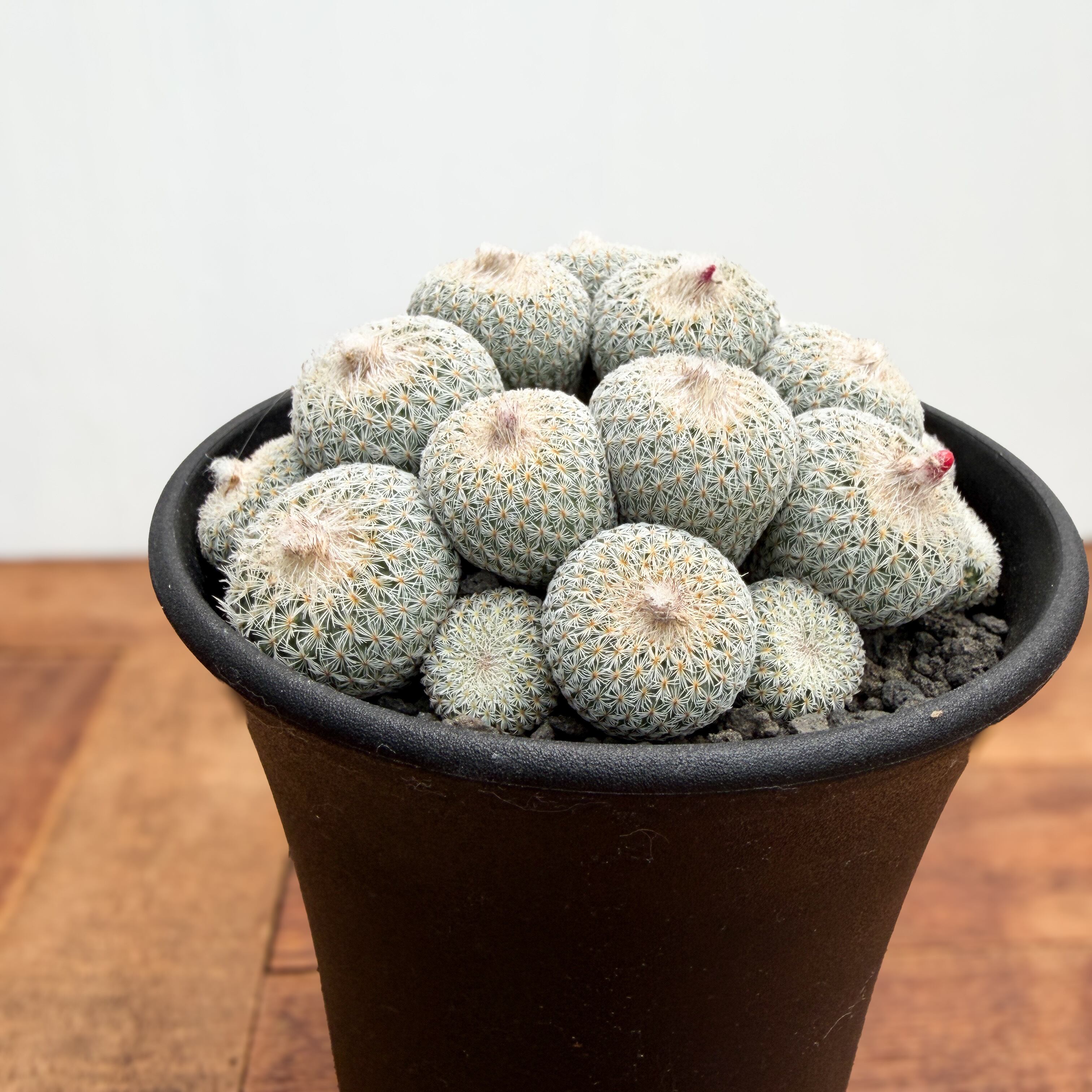 サボテン Epithelantha micromeris【エピテランサ・月世界】 | RIMO'S GREEN