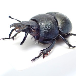 タジキスタン産 Lethrus appendiculatus ♂ 18mm 青黒