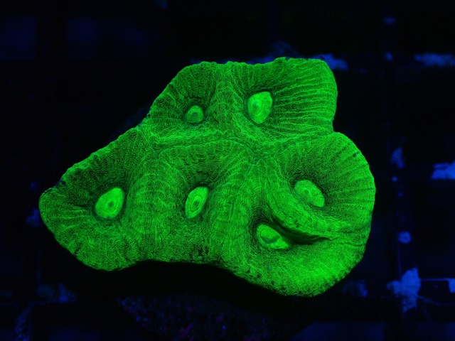 Goniastrea Frag 15