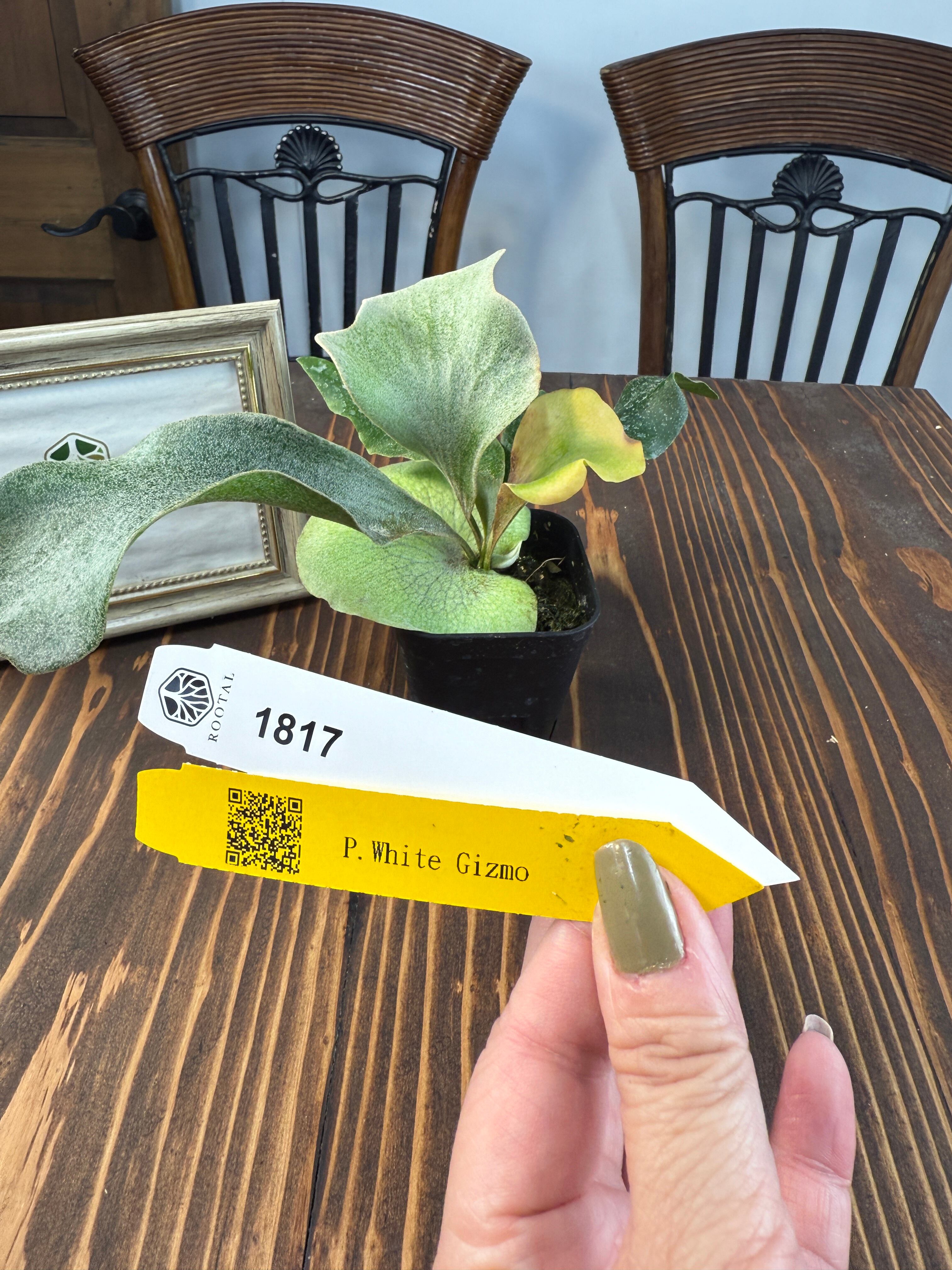 ★1817 ビカクシダ ギズモ SPORE