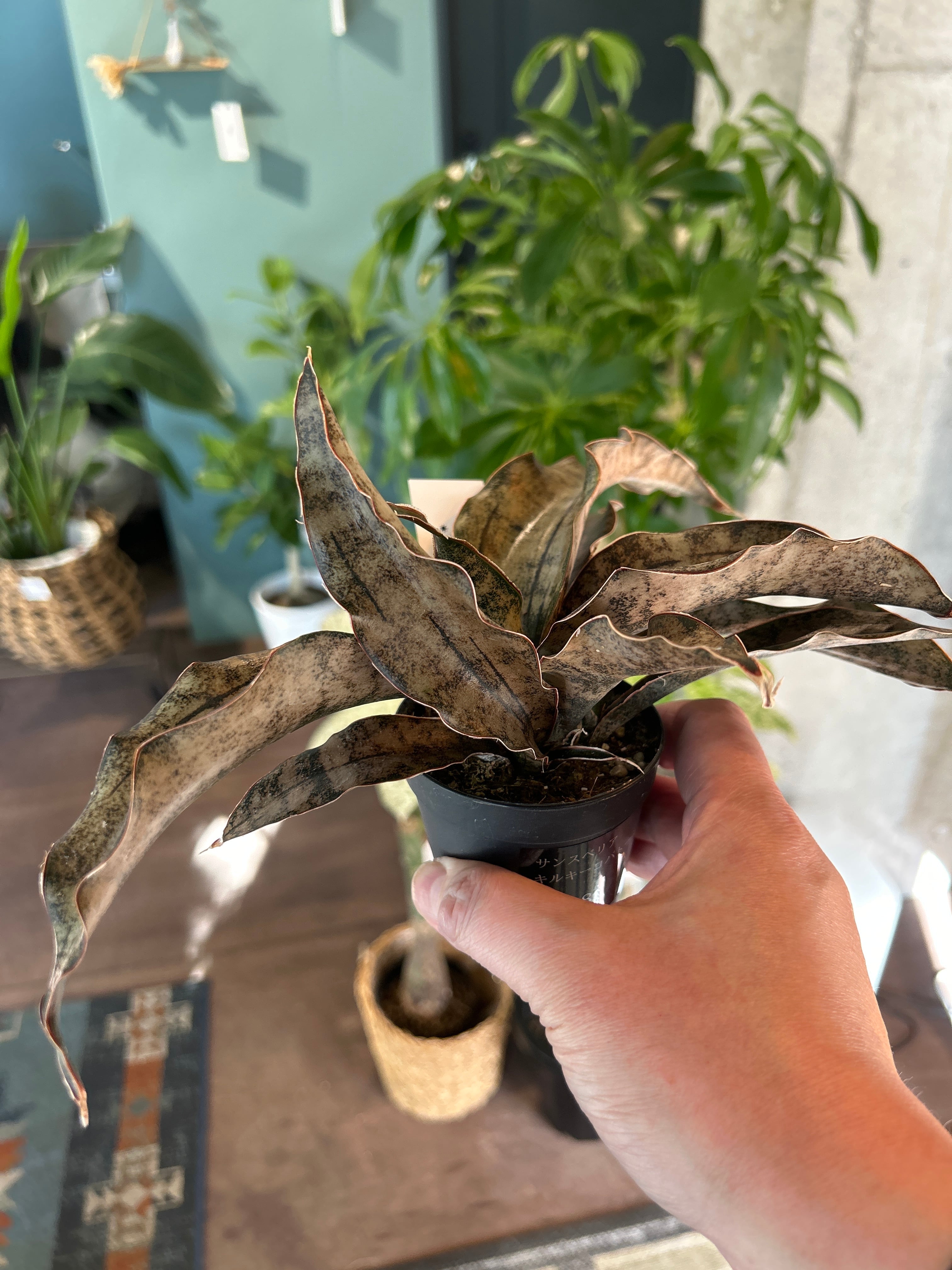 ガジュマル ねじり8号 | 植物との暮らし apricot