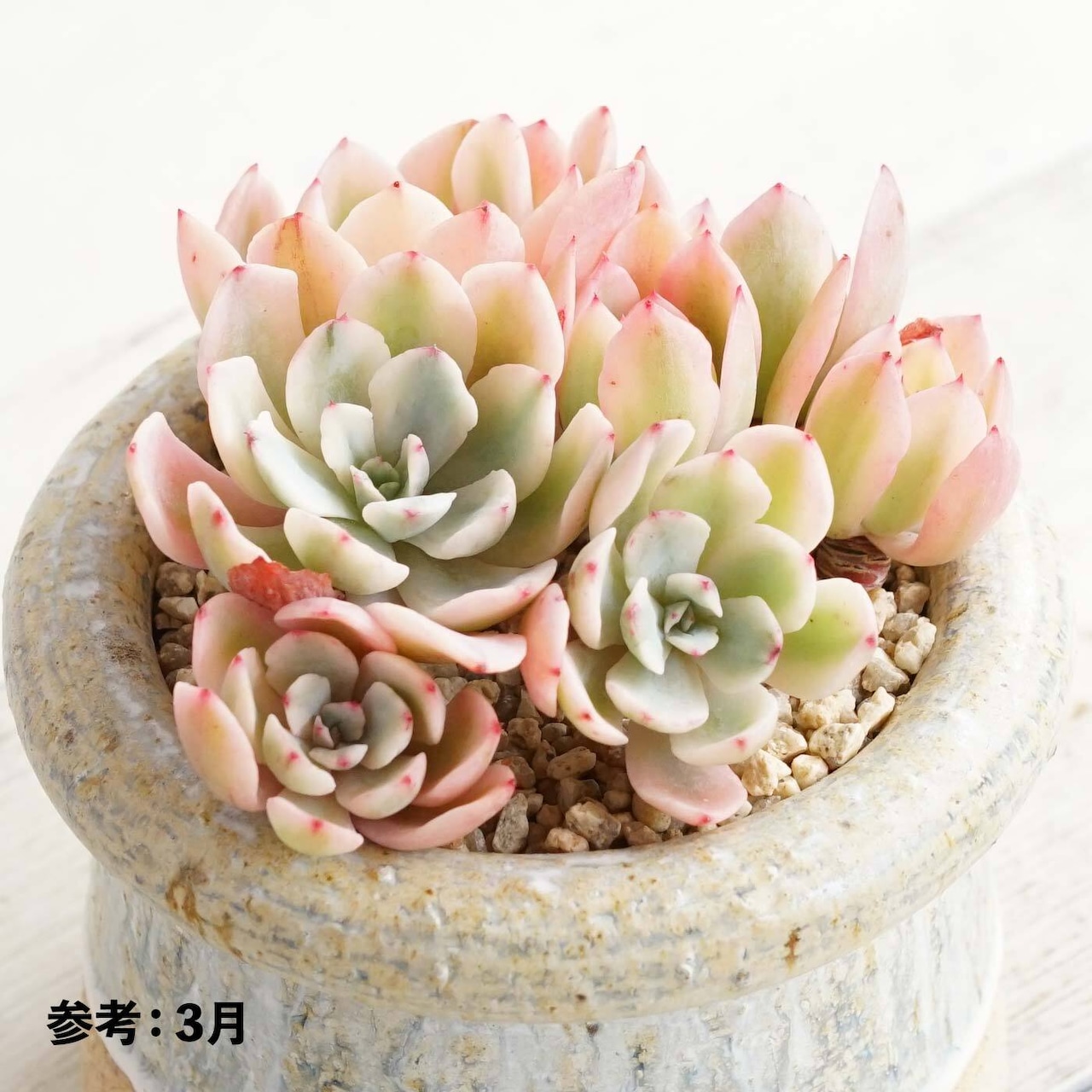 選べる抜き苗 ホルウェイ錦 大株群生1〜6頭 Echeveria 'Holwayi Variegated'