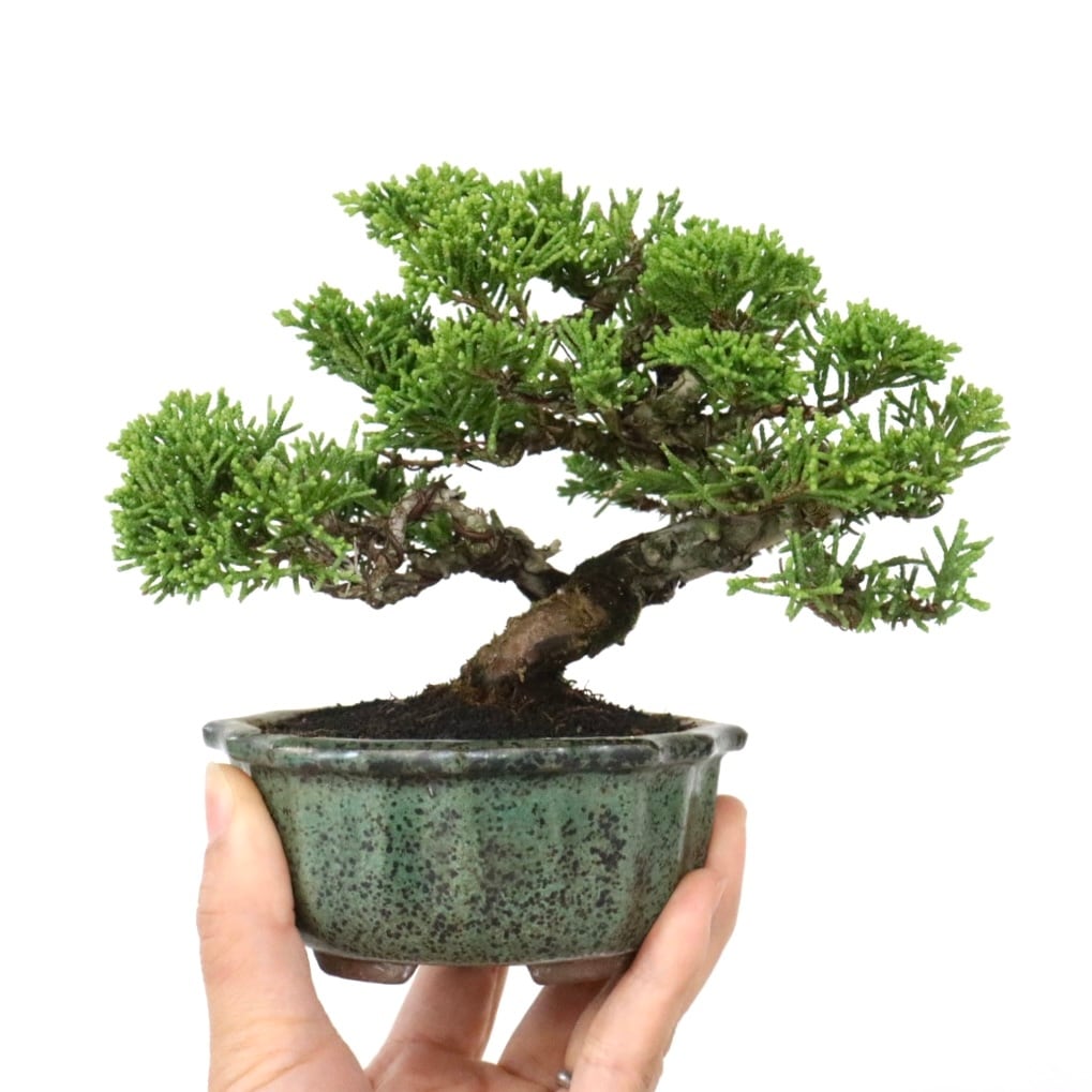 真柏盆栽 | 盆栽工房WABI