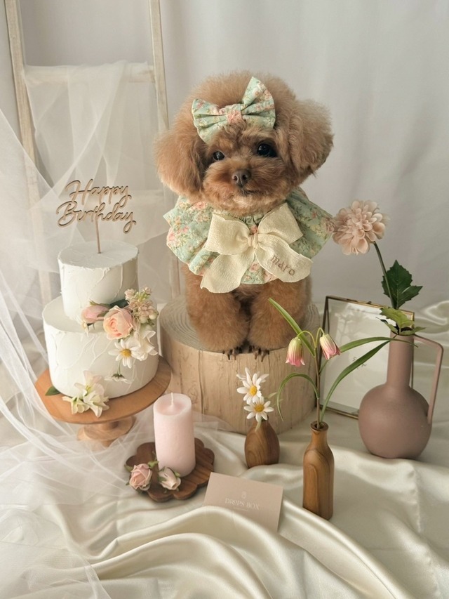 〈レンタル〉PINK