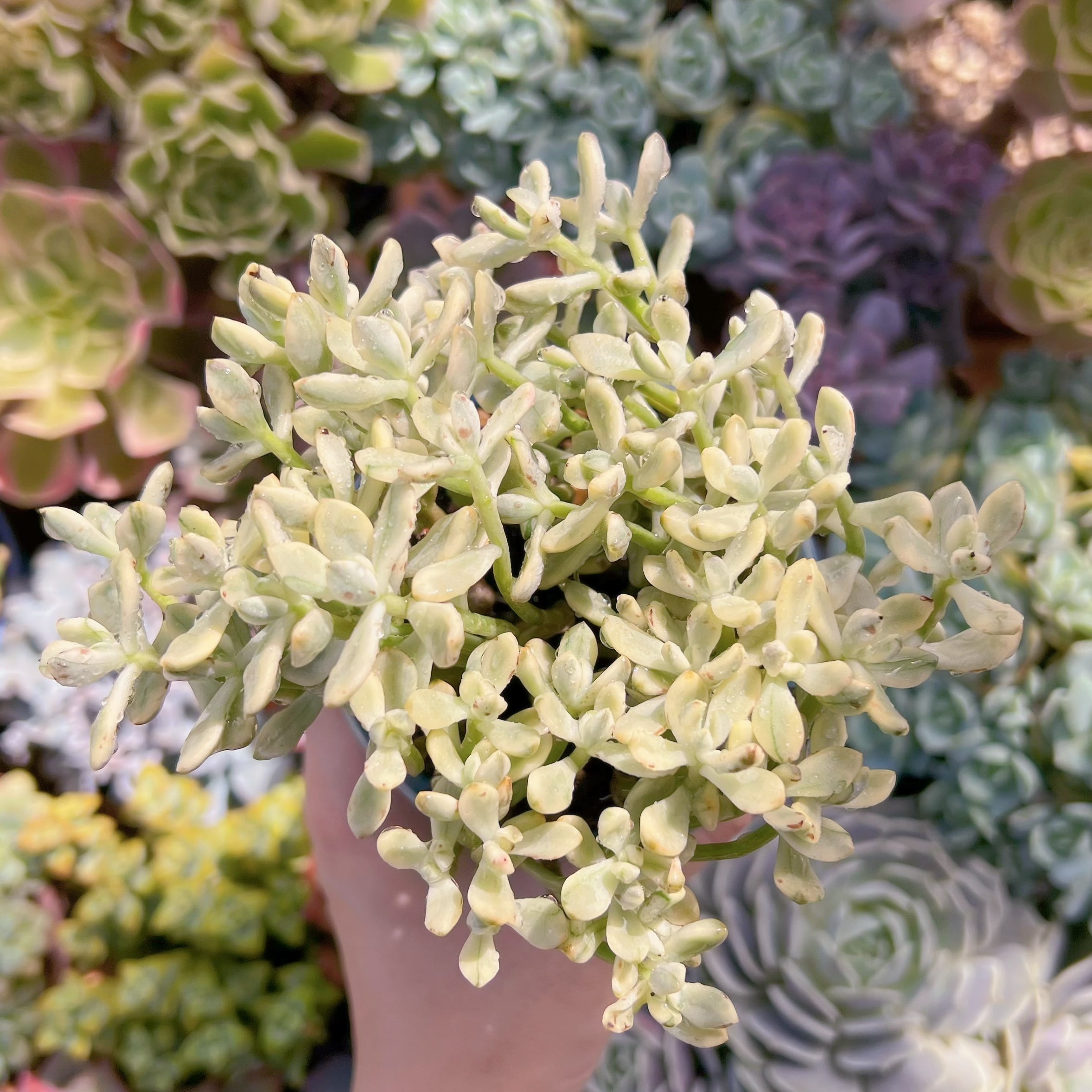 多肉植物 約10cm 多肉植物：ハオルチア オブツーサ キャッツアイ*L 幅10cm : 遊恵盆栽