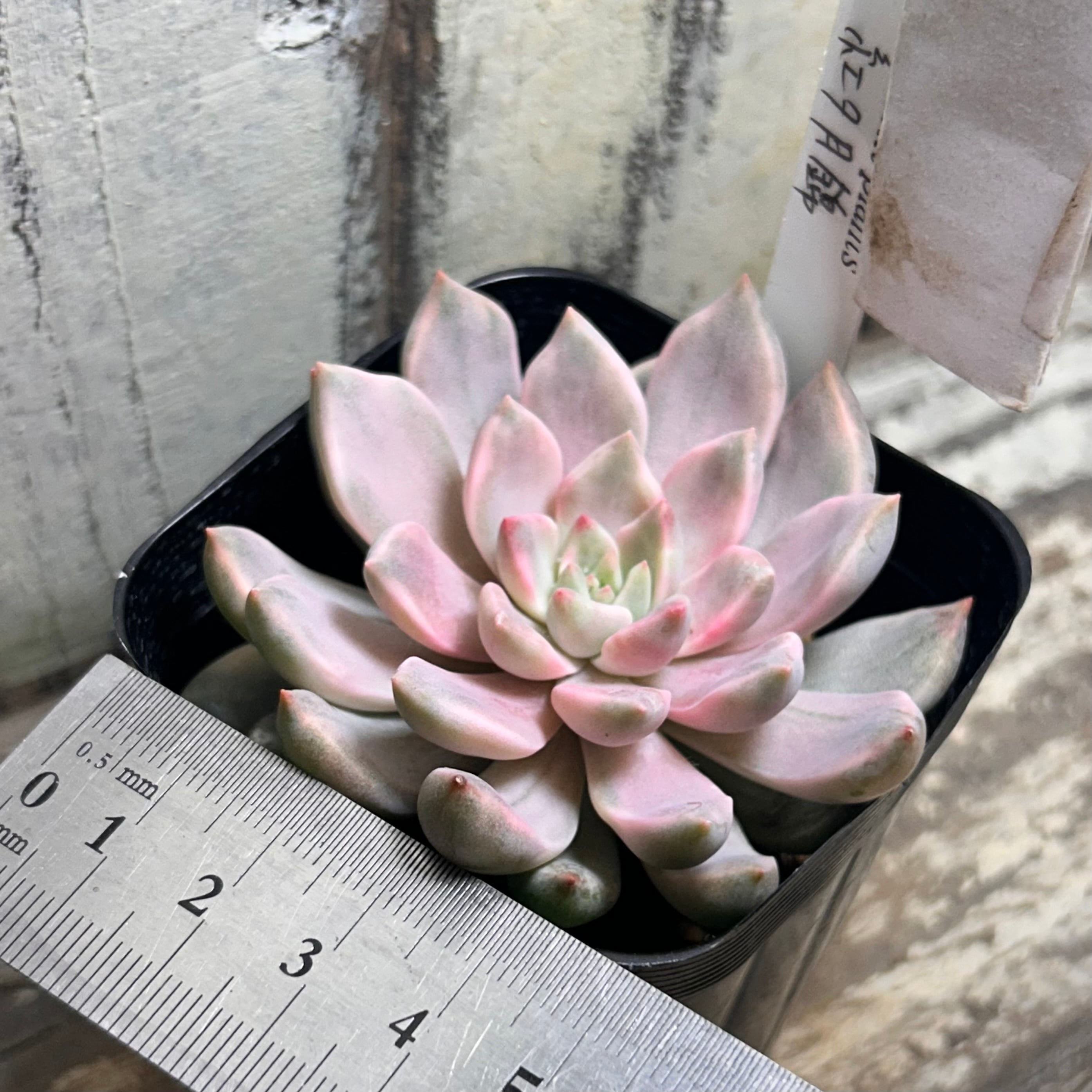 紅夕月錦 | RuPo 多肉植物専門店