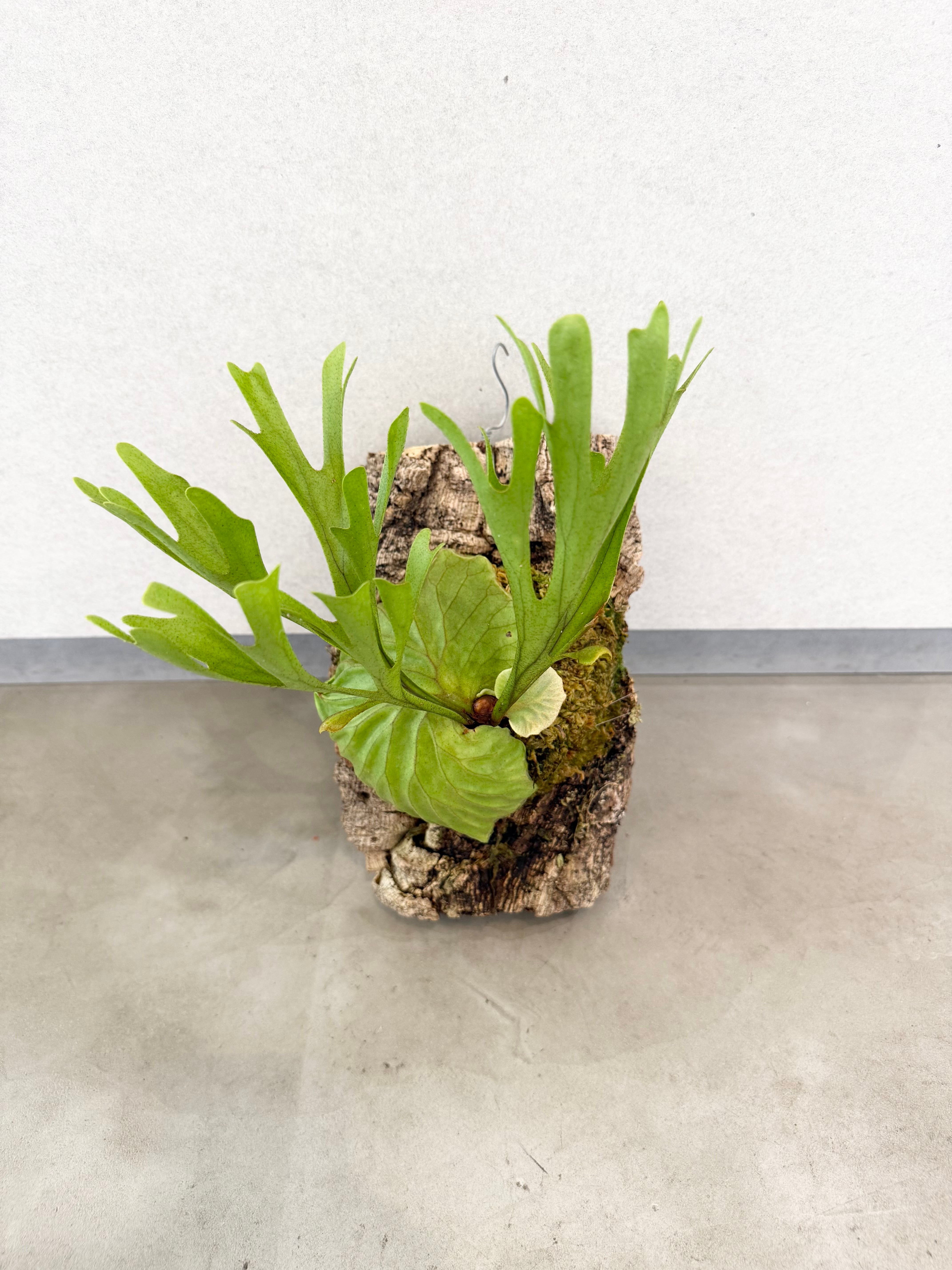 Platycerium_ビカクシダ | vandaka plants