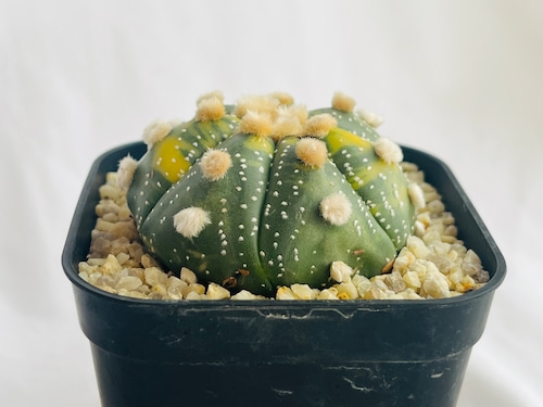 Astrophytum　asterias　瑠璃兜錦　兜丸　サボテン