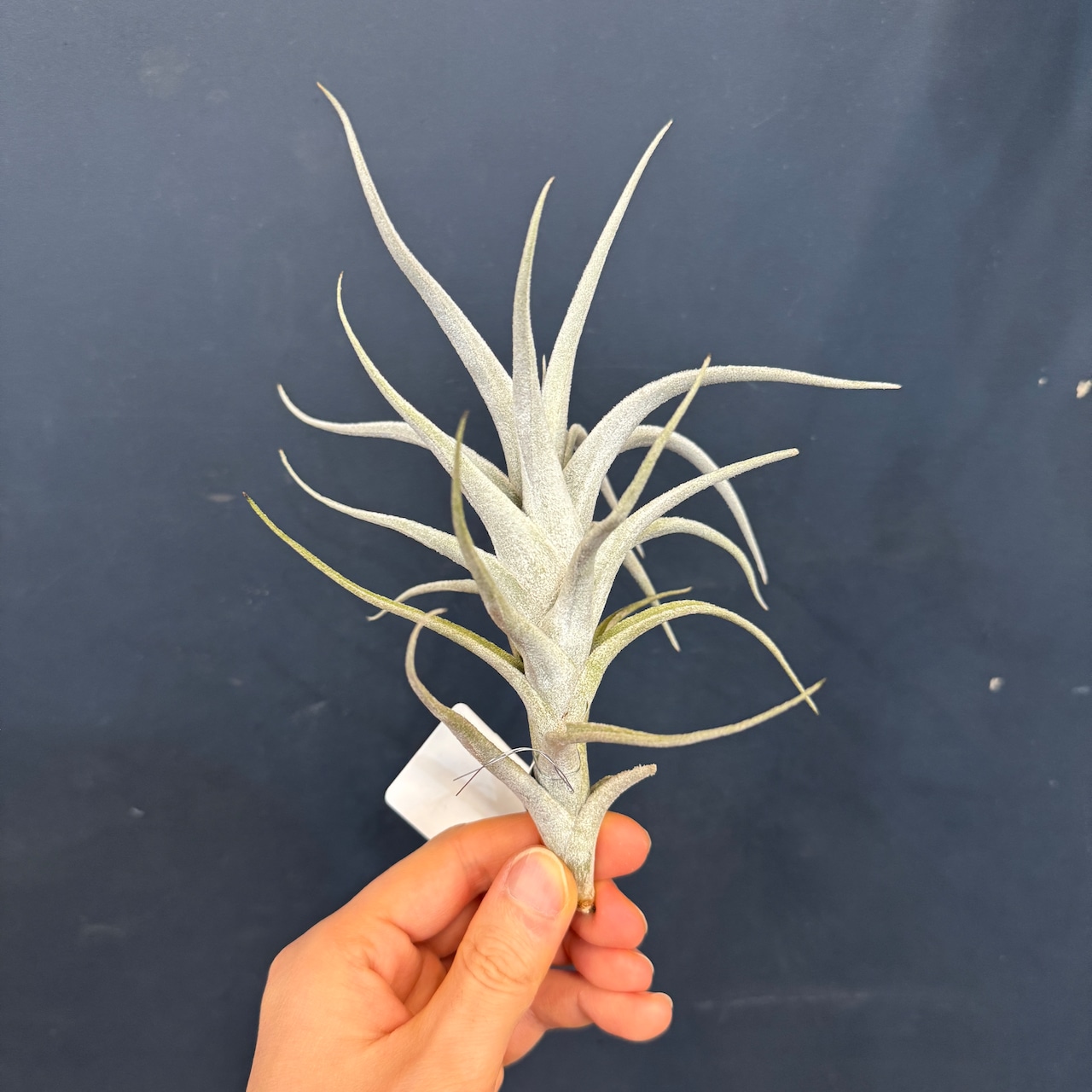 チランジア ミトラエンシス トゥレンシス【709】