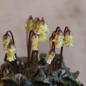 シクラメン　森の妖精　グリーンとホワイト　フリルシクラメン　冬のお花