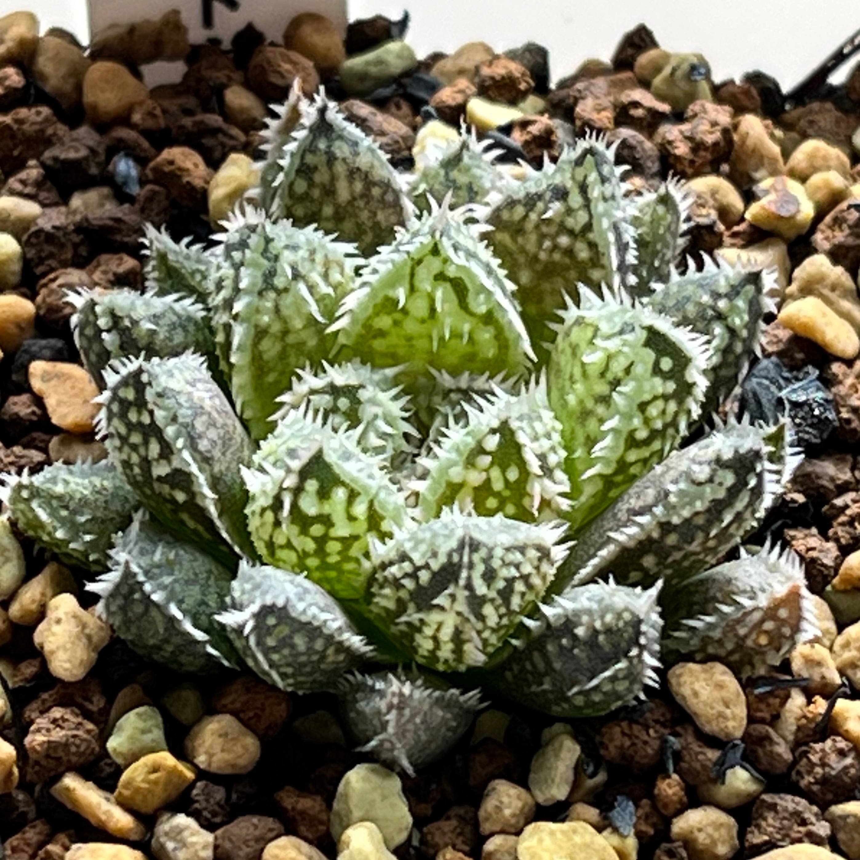 ハオルチア スターズフェアリー ハオルチア スターズフェアリー | mocono_plants