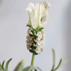 白いウサギの耳のお花が可愛い！フレンチラベンダークリスタルホワイト