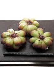 カット苗 アイスランドコーヒー 大株 Echeveria 'Iceland Coffee'