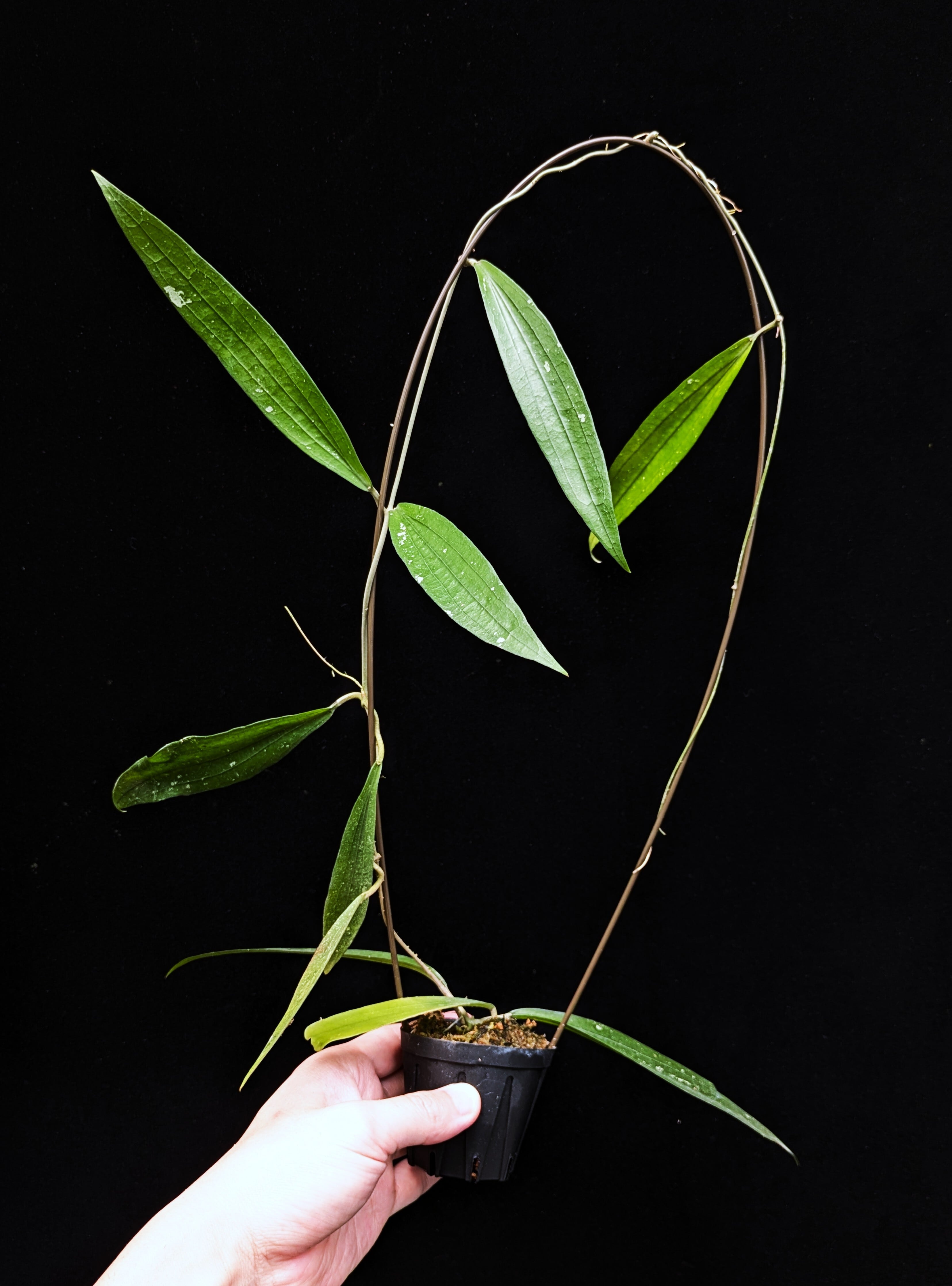 Hoya sp. Timika | 伊藤蟻植物農園