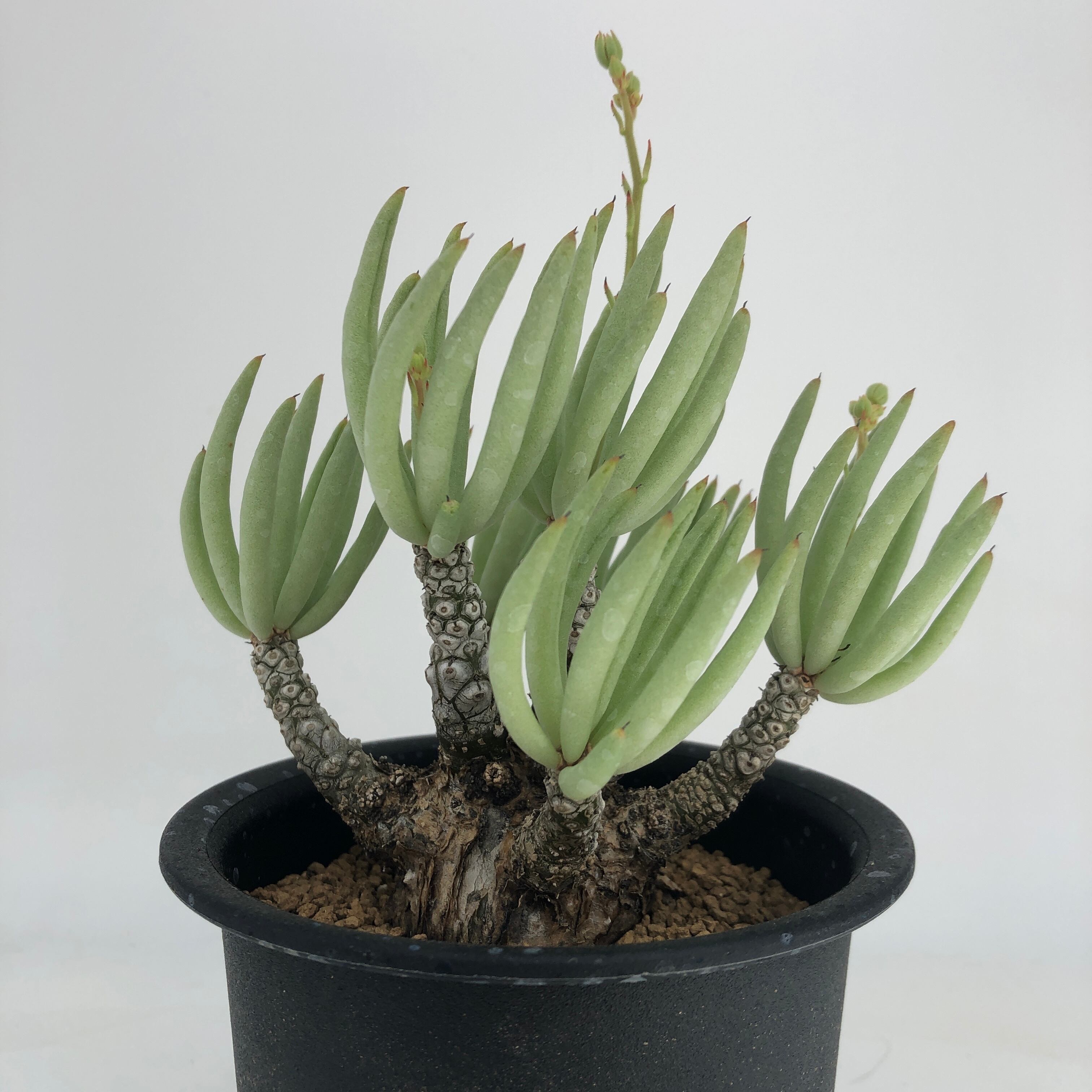 Tylecodon pearsonii | miyudemexico online store