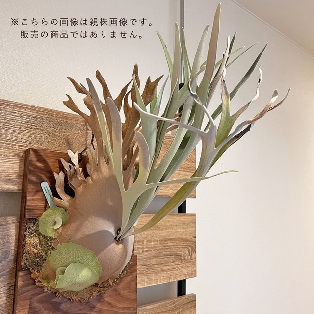 ビカクシダ レモイネイ 板付 【観葉植物 室内 コウモリラン】