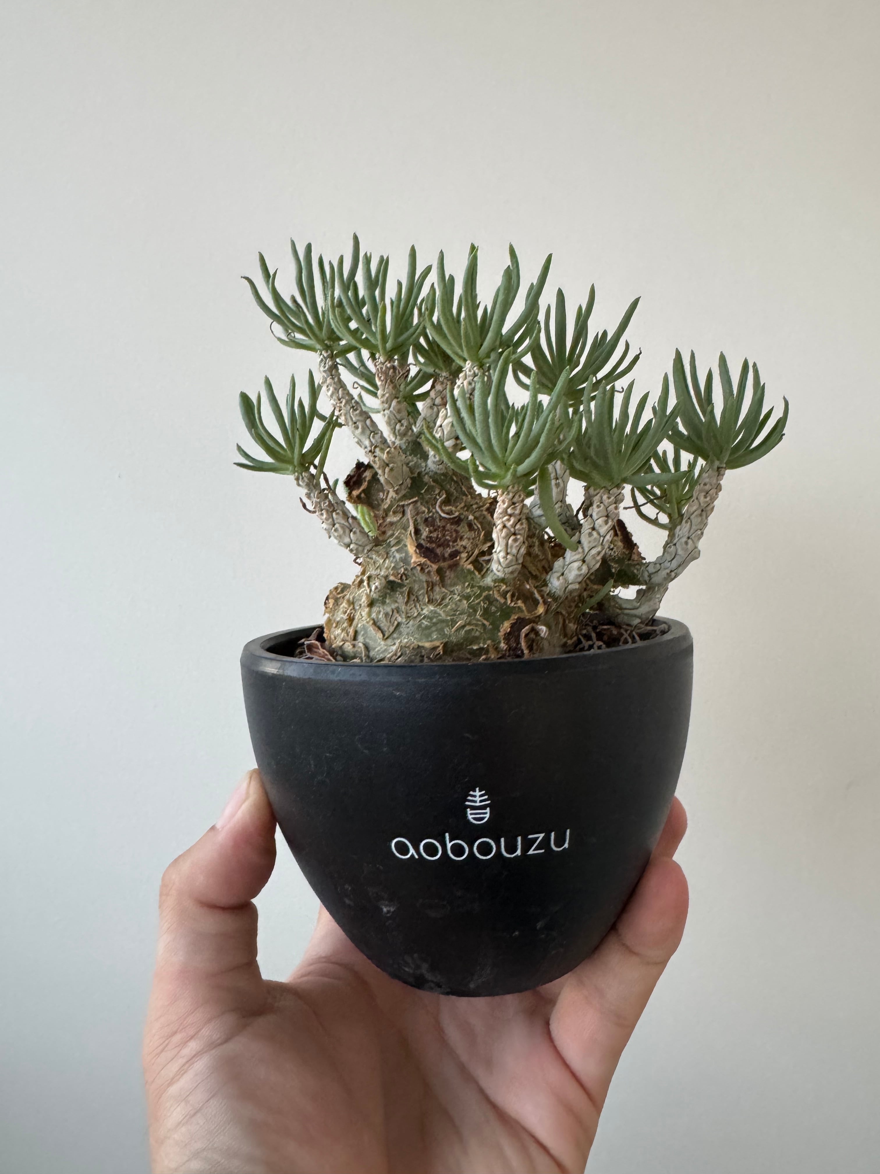 【新着】Tylecodon pearsonii 【小型の抜群な冬型塊根】チレコドン ペアルソニー 白象