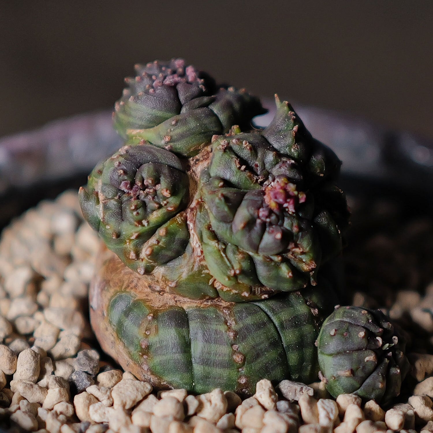 超厳選株】超異型 成長点3点 円扇石化 マイクロオベサ