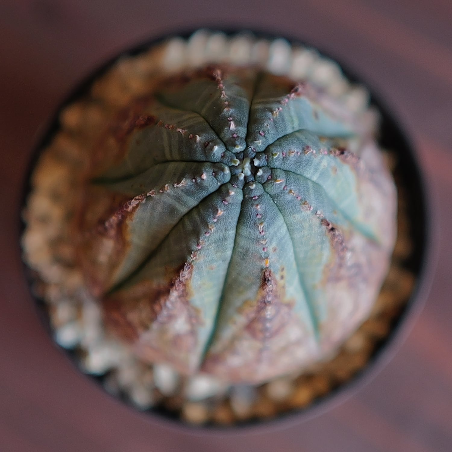 美模様 木質化 マイクロ オベサ / 良型 ユーフォルビア | LIGHTHOUSE