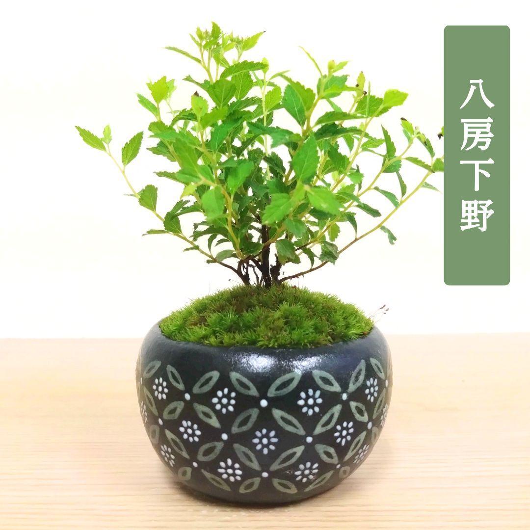 POTOCO 唐楓 カエデ 観葉植物 ストライプ 陶器鉢 盆栽 小品盆栽 苔玉