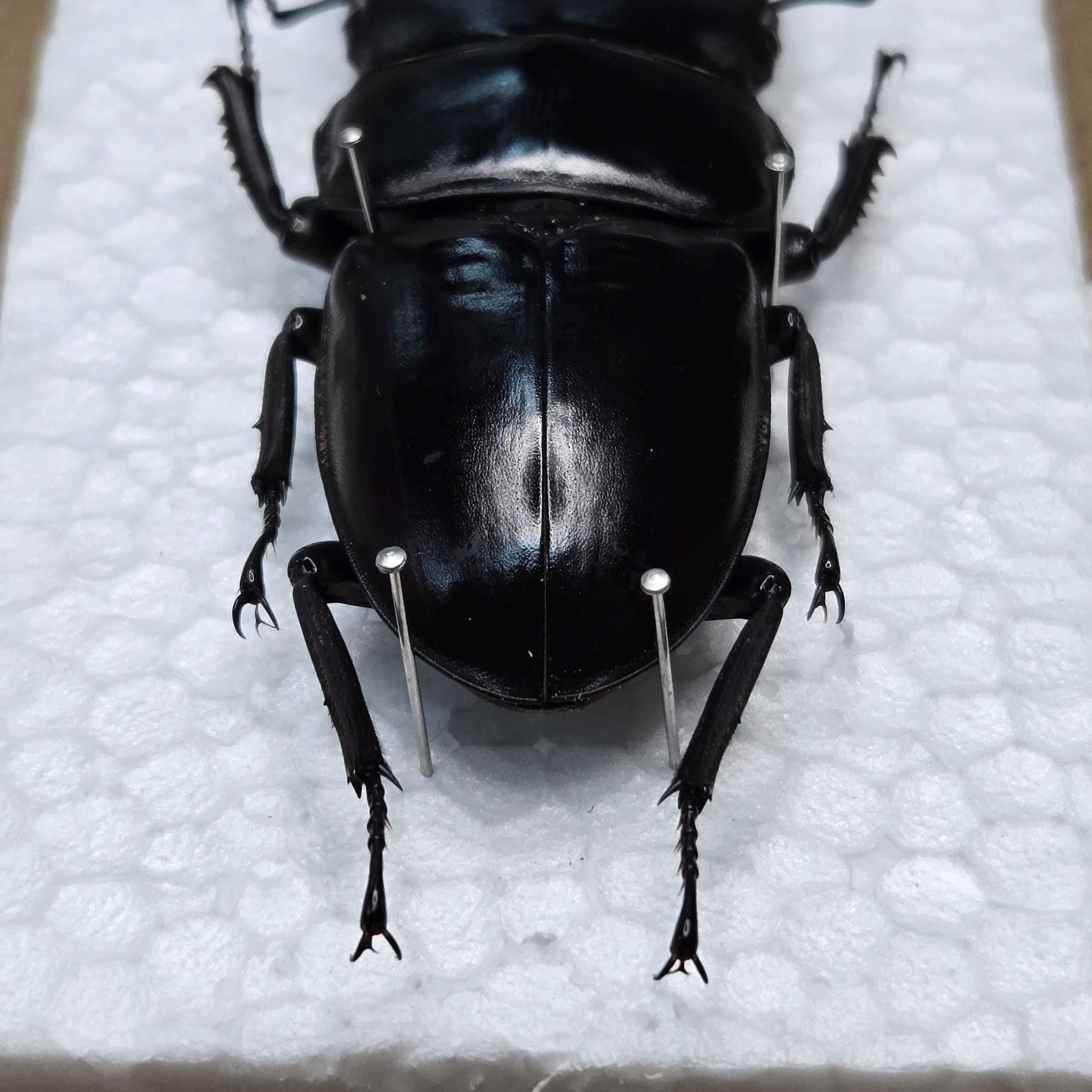 超大型アンタエウスオオクワガタ90.3mm ガントク 標本 死虫 標本 アンタエウスオオクワガタ | 昆虫専門店【鍬鉄】