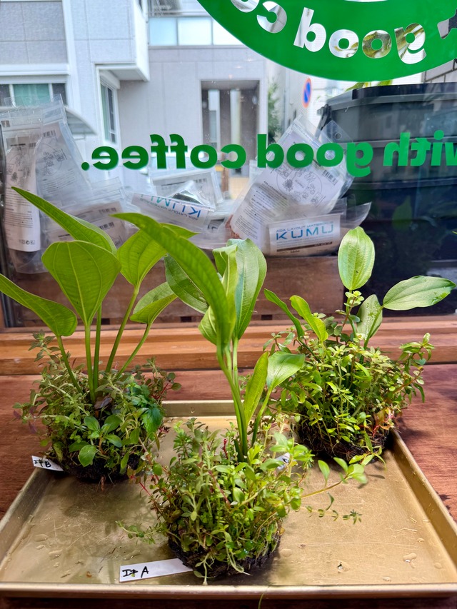 【ADA】8月11日入荷分ADA侘び草エキノドルスMIXA.B.C写真の現物配送です！あかだまちゃん激推し水草の寄せ植えです。水中でも半水中でも楽しめます）
