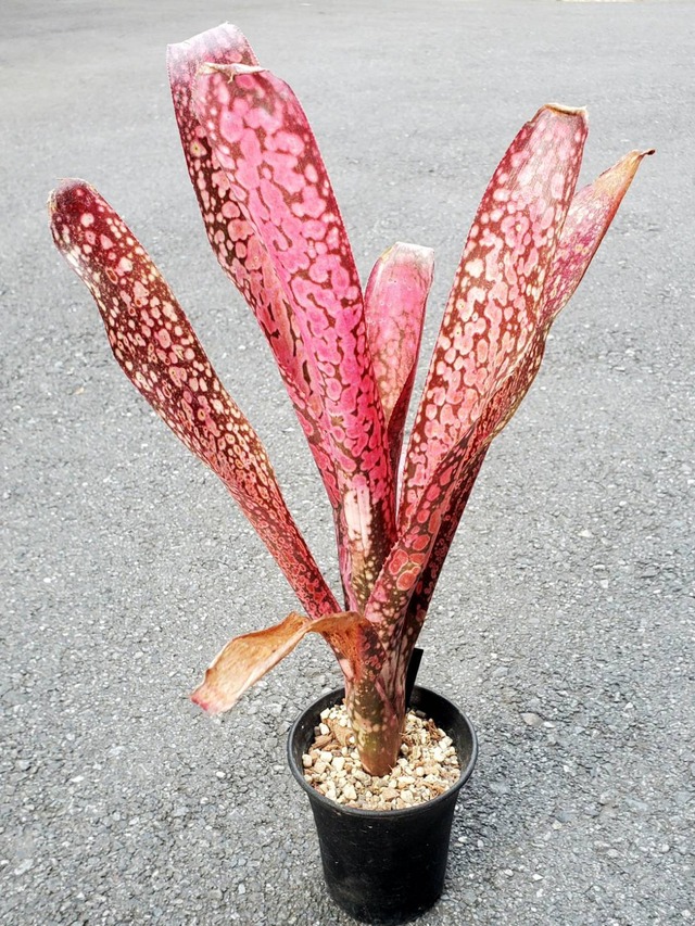 Billbergia Dilicioso 【artPLANTs】Billbergia/ビルベルギア/タンクブロメリア