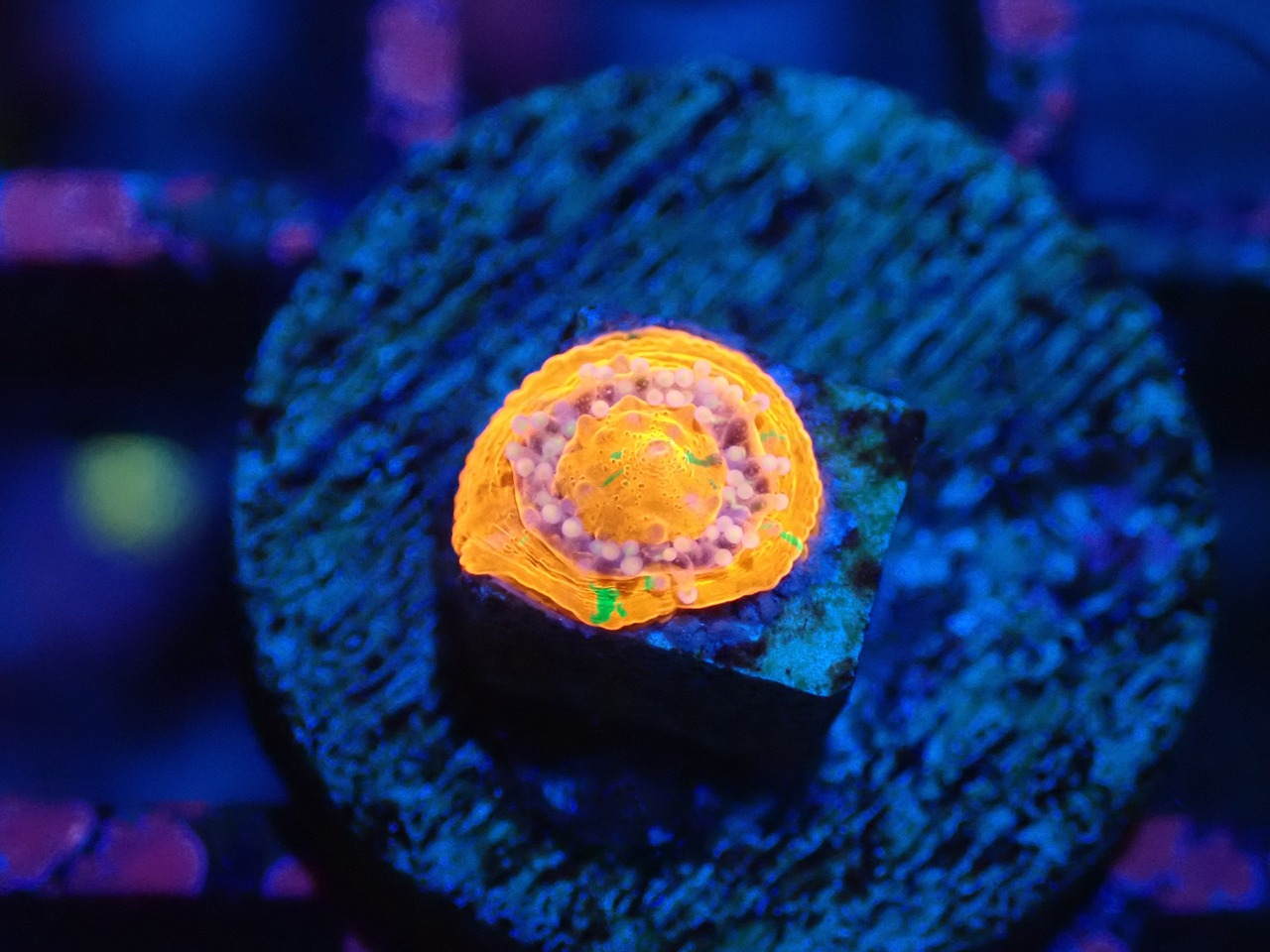 Scolymia Baby "BleedingApple" 9