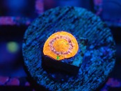 Scolymia Baby "BleedingApple" 9