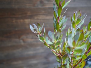 【現物】リューカデンドロン　”Summer　Frame”　