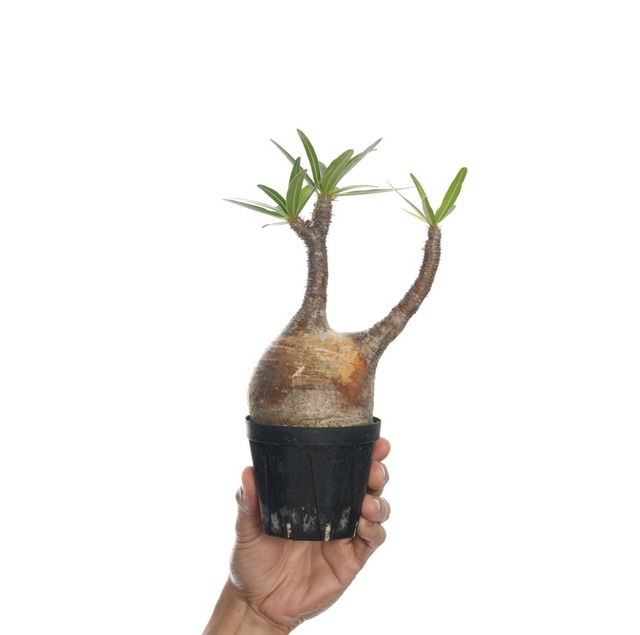 パキポディウム グラキリス no.3〈発根済み〉