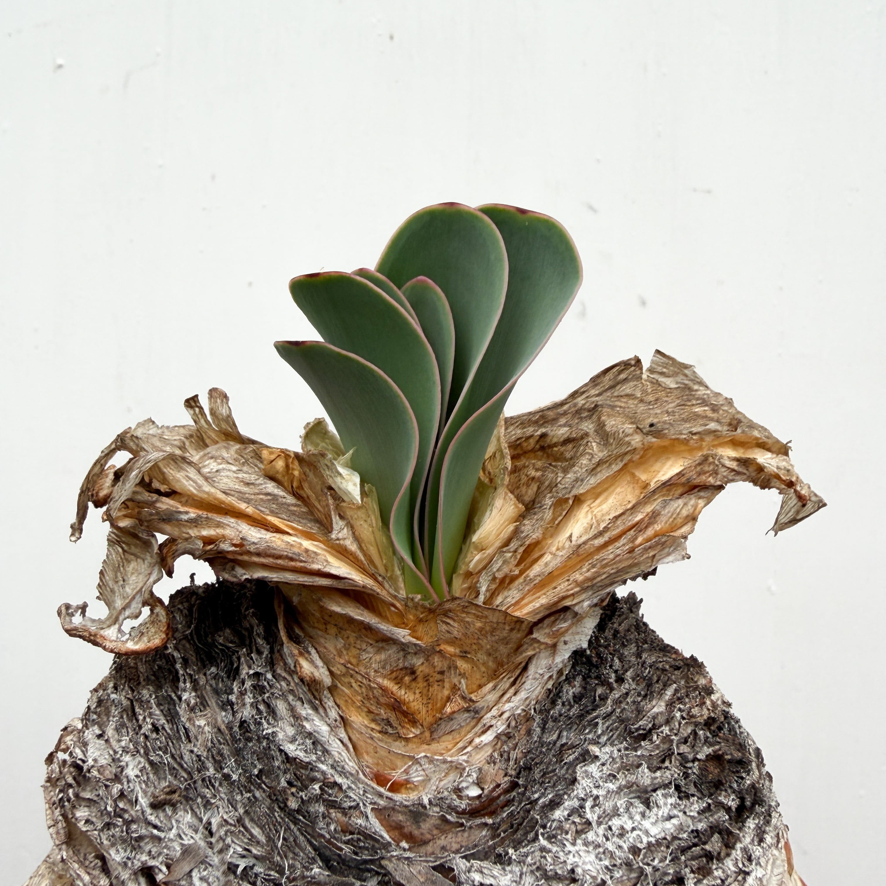 Boophane haemanthoides【ブーファン・ハエマンソイデス】 | RIMO'S