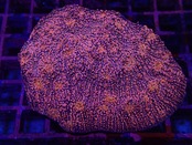 Chalice UltraGrade PinkGlitter From Austraria