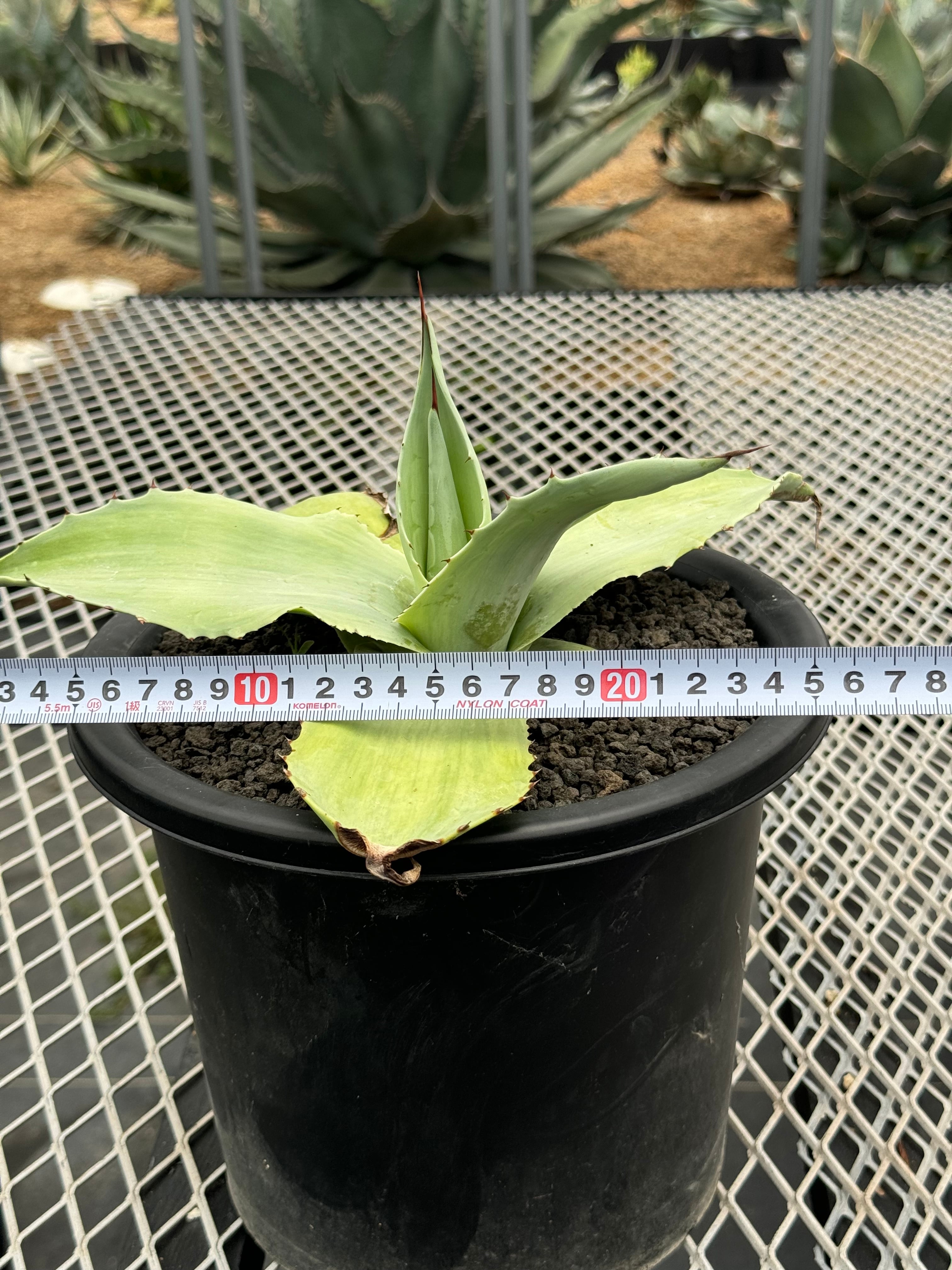 オバティフォリア　ジャックフロスティ　カット苗 オバティフォリア ジャックフロスティ カット苗