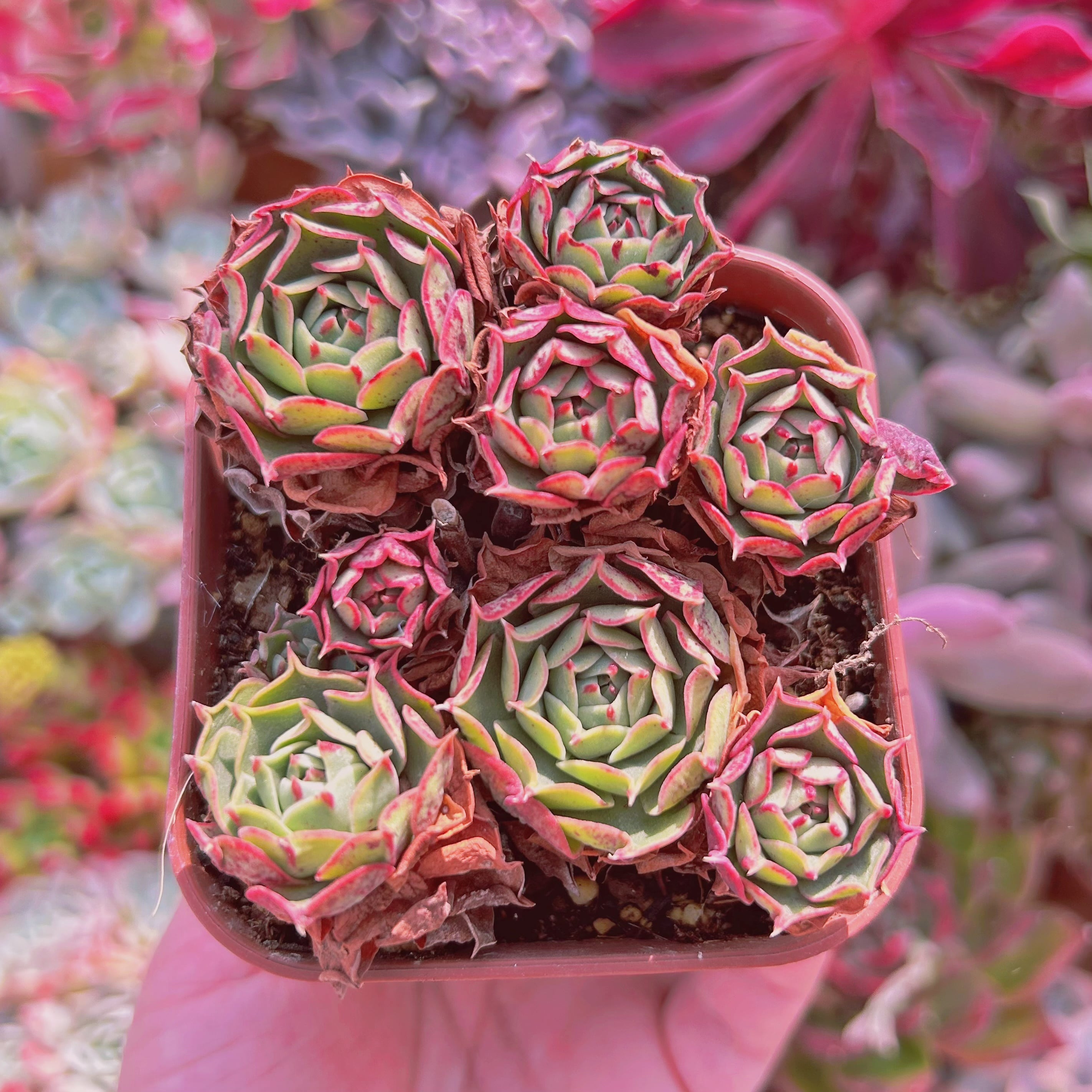 #742現物　多肉植物　ヨロッパロンギシマ　