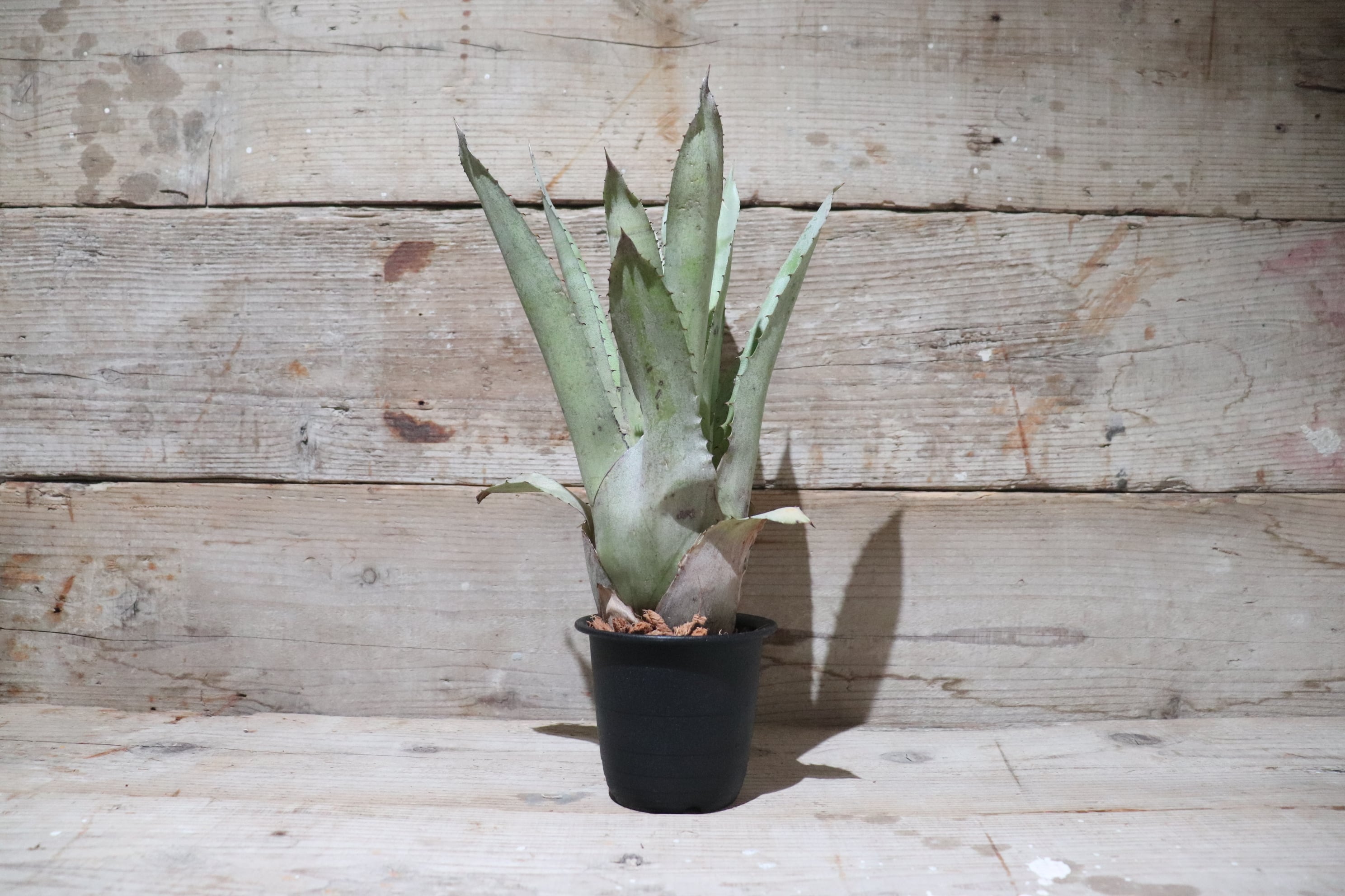 reserved】 Hohenbergia catingae〔ホヘンベルギア〕現品発送H0024